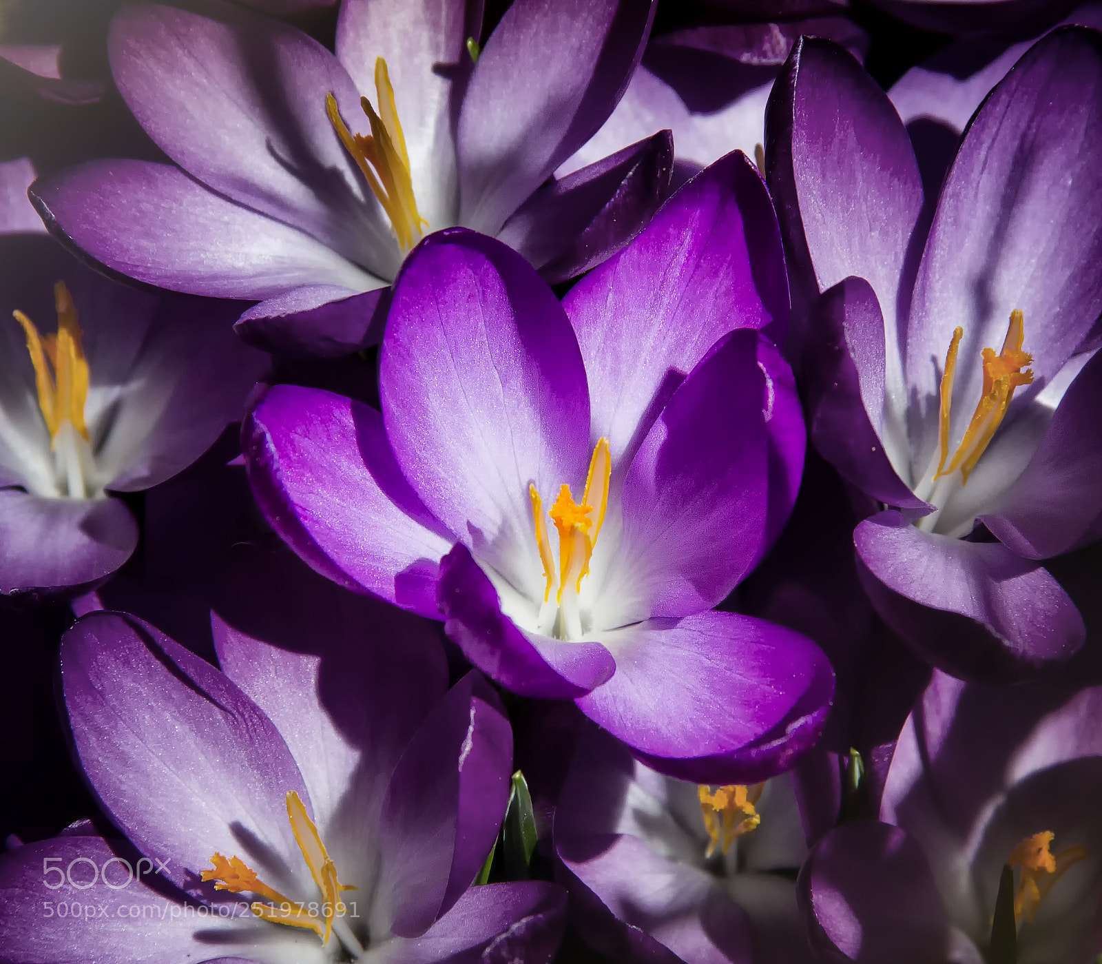 Canon EOS 550D (EOS Rebel T2i / EOS Kiss X4) sample photo. Purple crocuses photography
