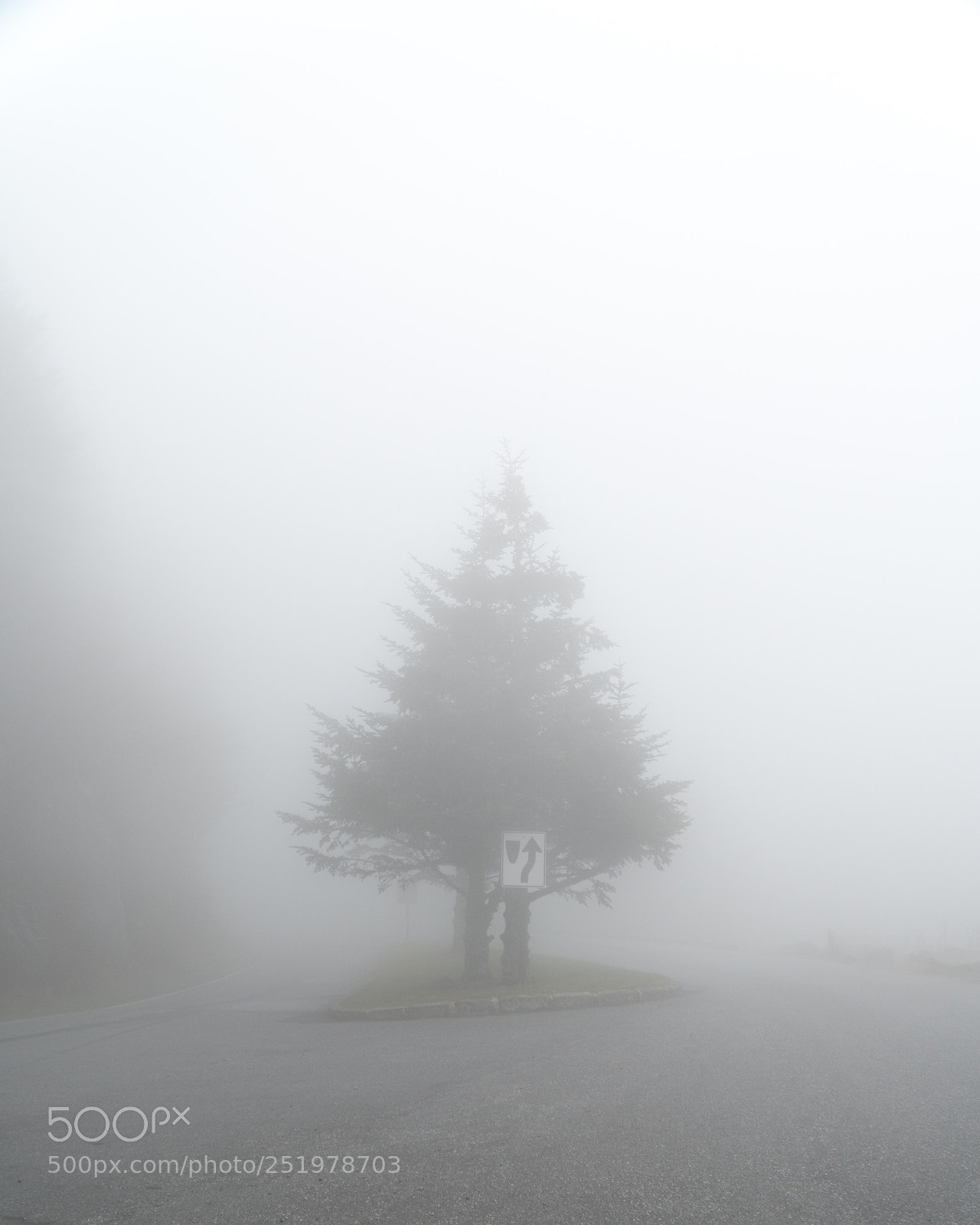 Sony a6300 sample photo. Smoky tree photography