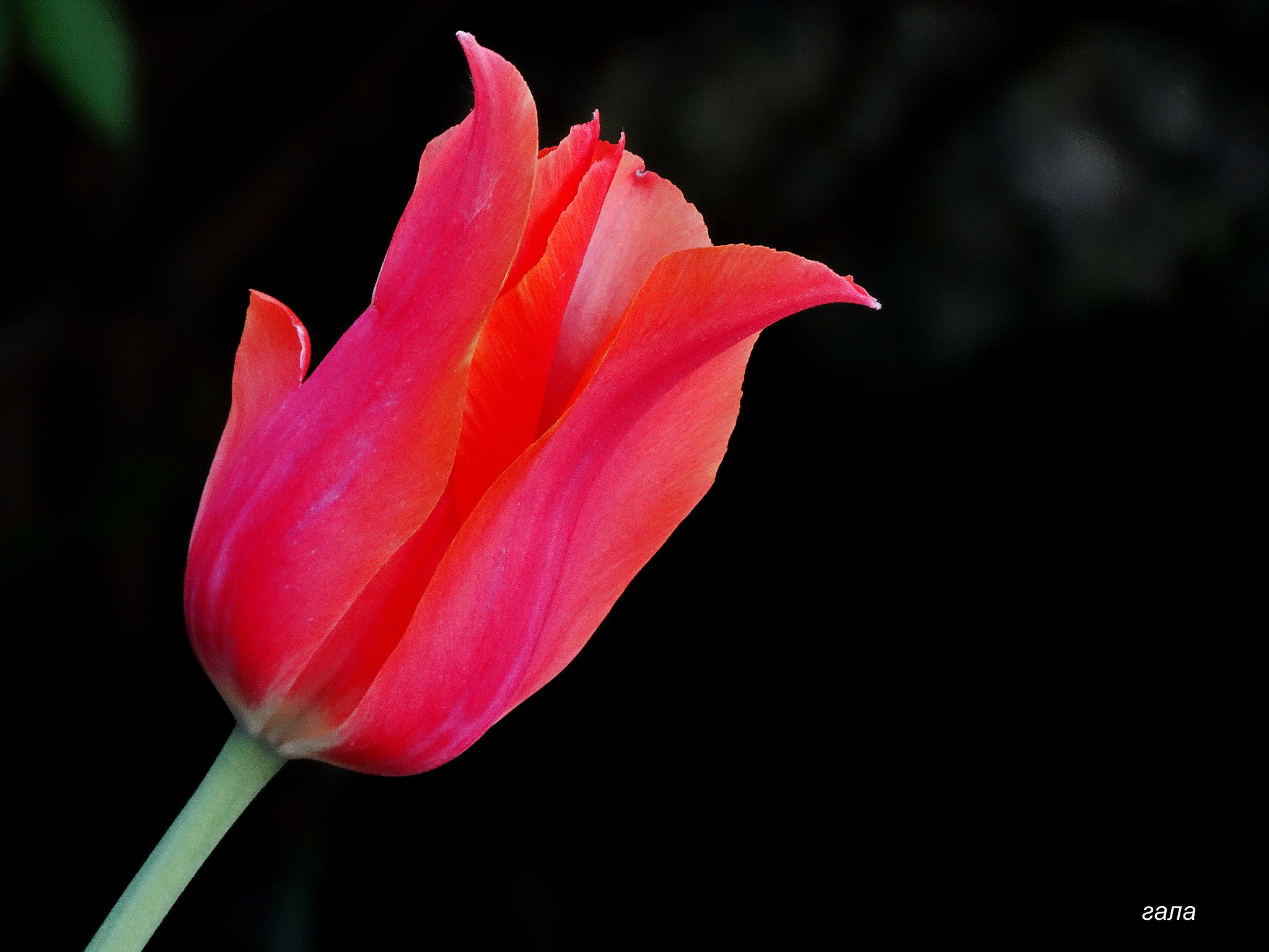 Minolta AF 80-200mm F2.8 HS-APO G sample photo. Charm photography