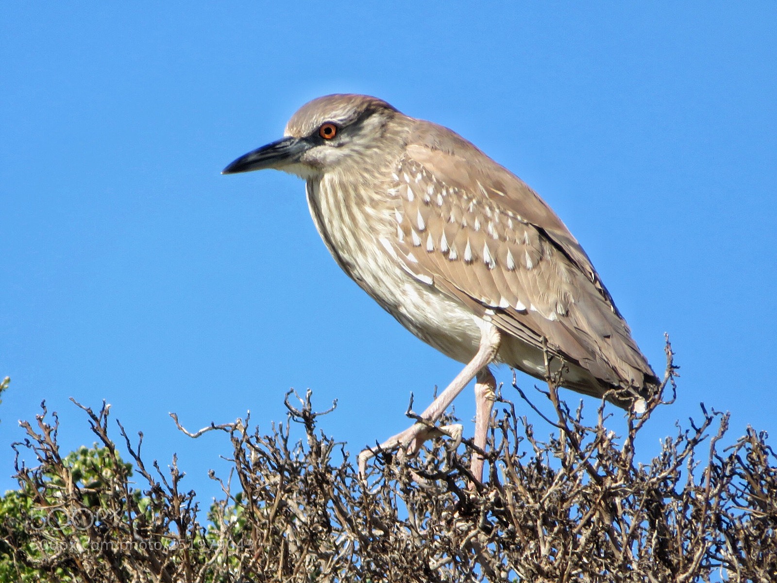 Canon PowerShot SX720 HS sample photo. Young night heron photography