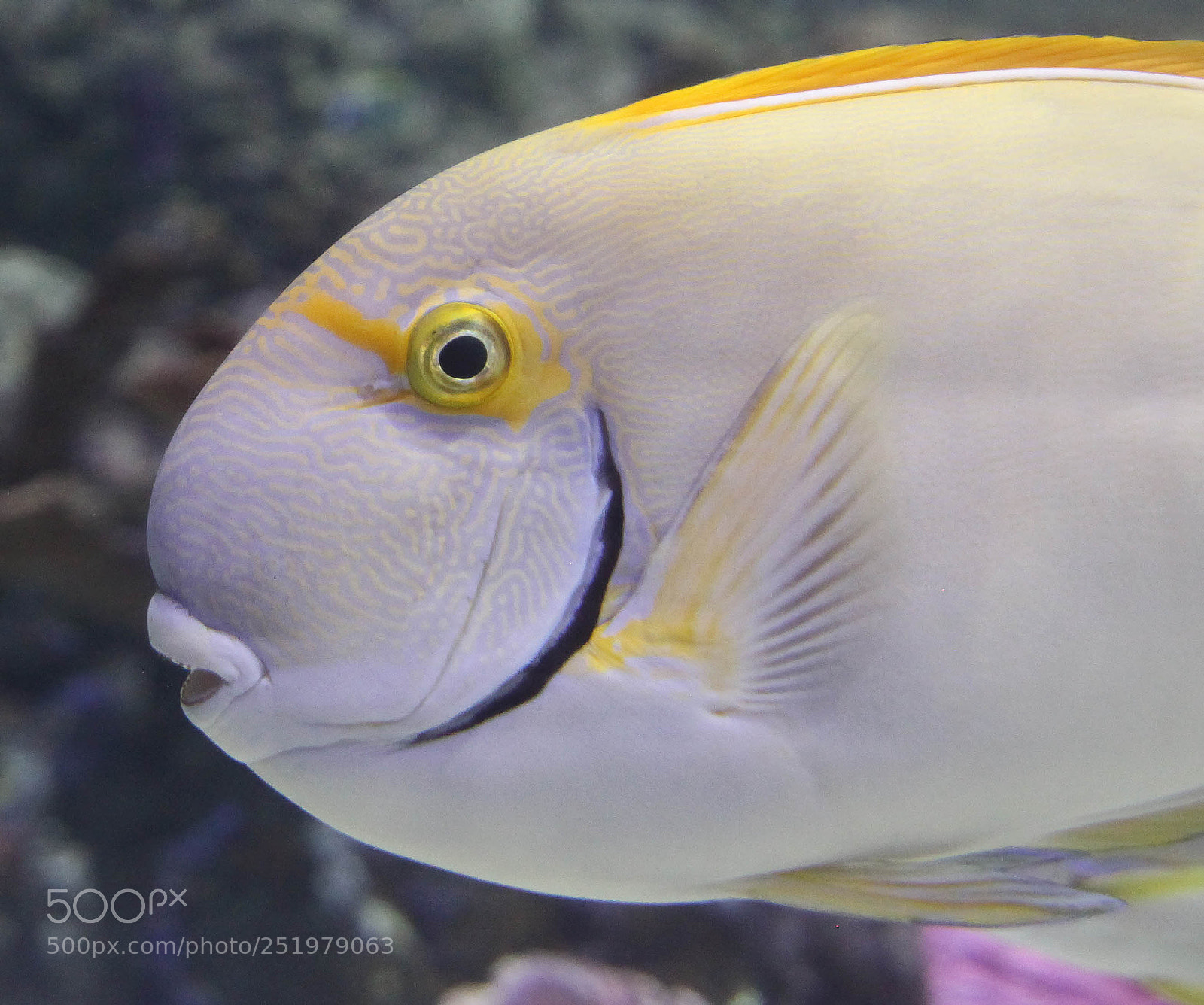 Canon EOS 5D Mark II sample photo. White fish with yellow photography