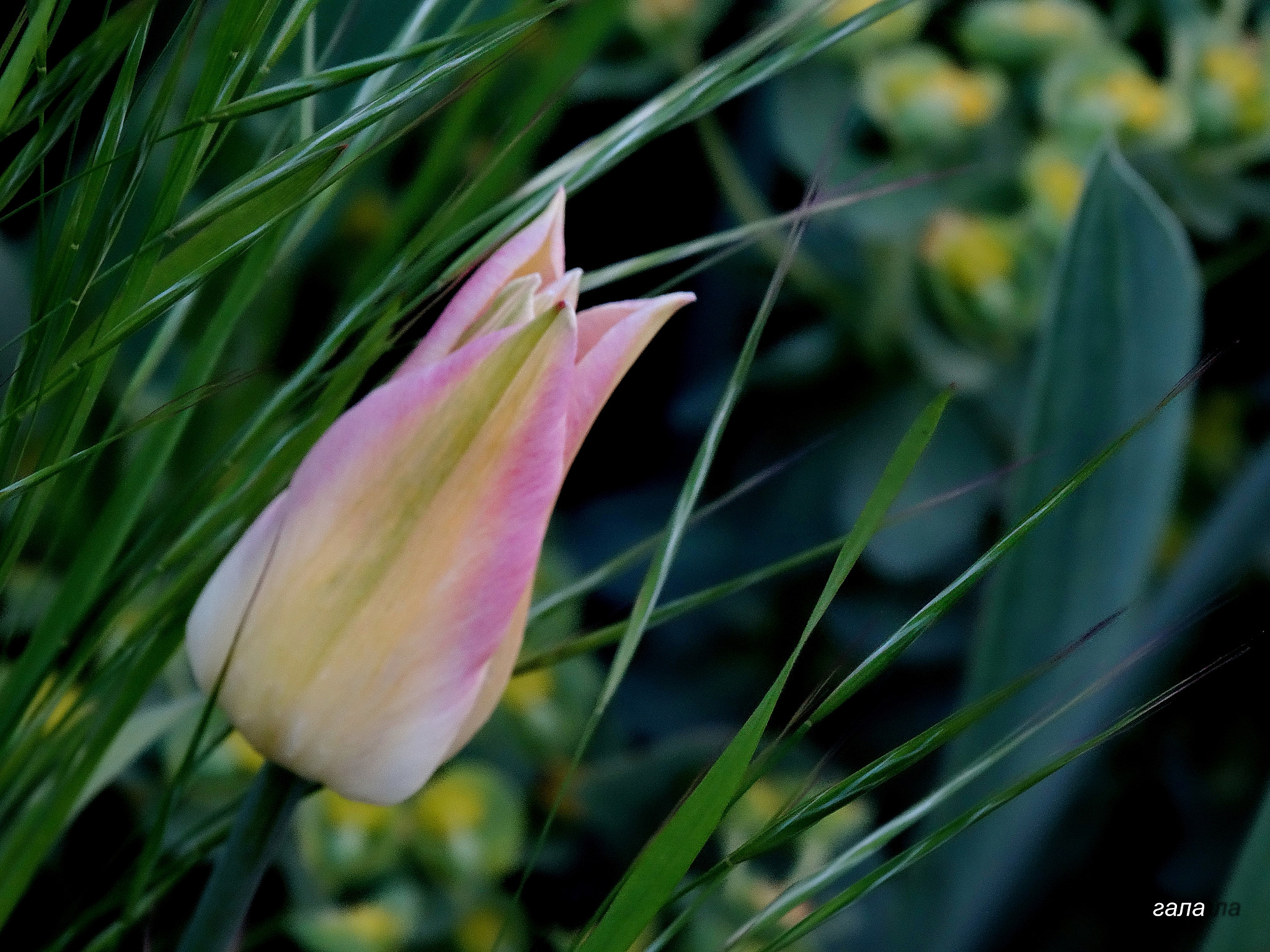Minolta AF 80-200mm F2.8 HS-APO G sample photo. Charm photography