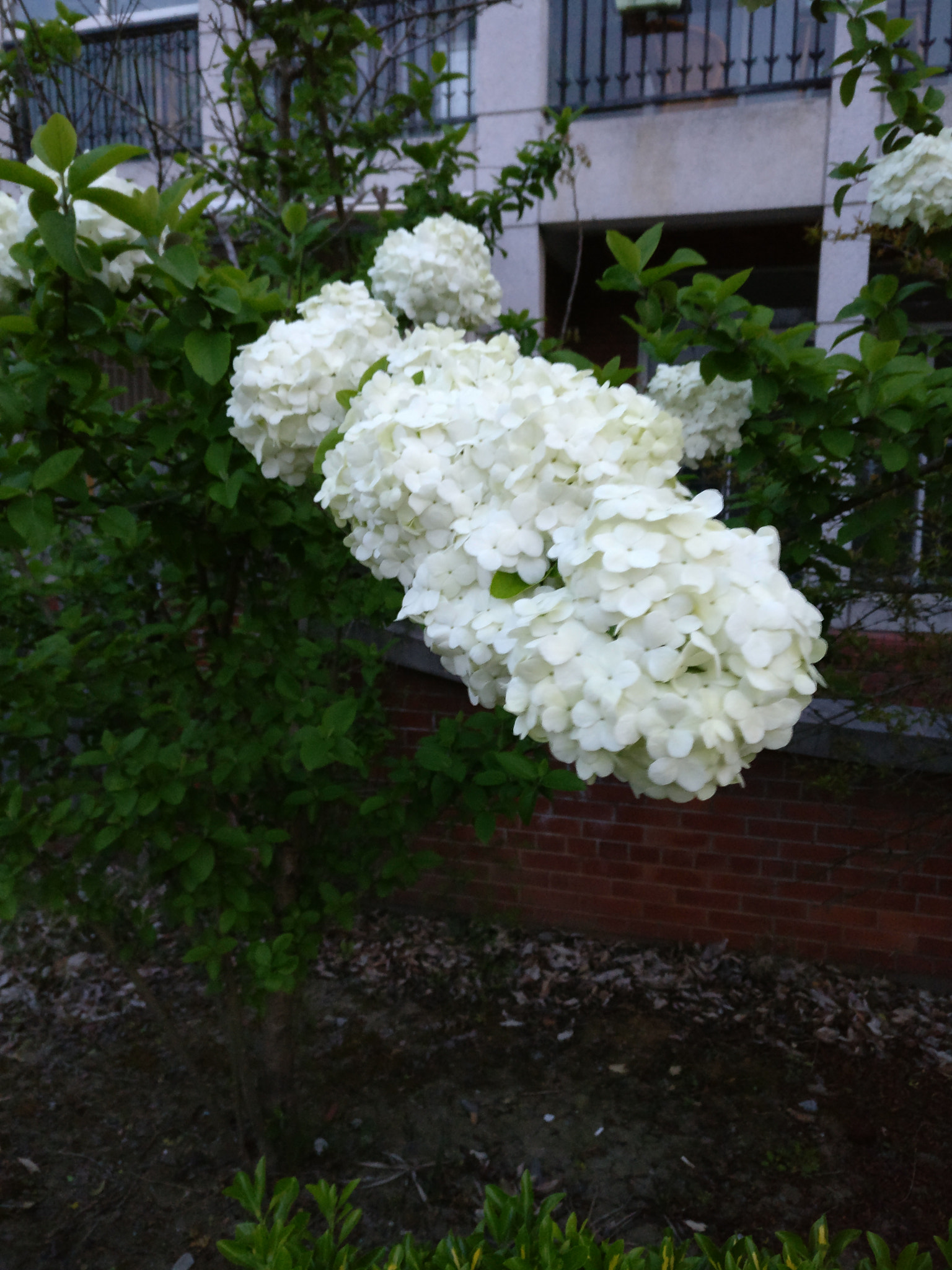 OnePlus A3010 sample photo