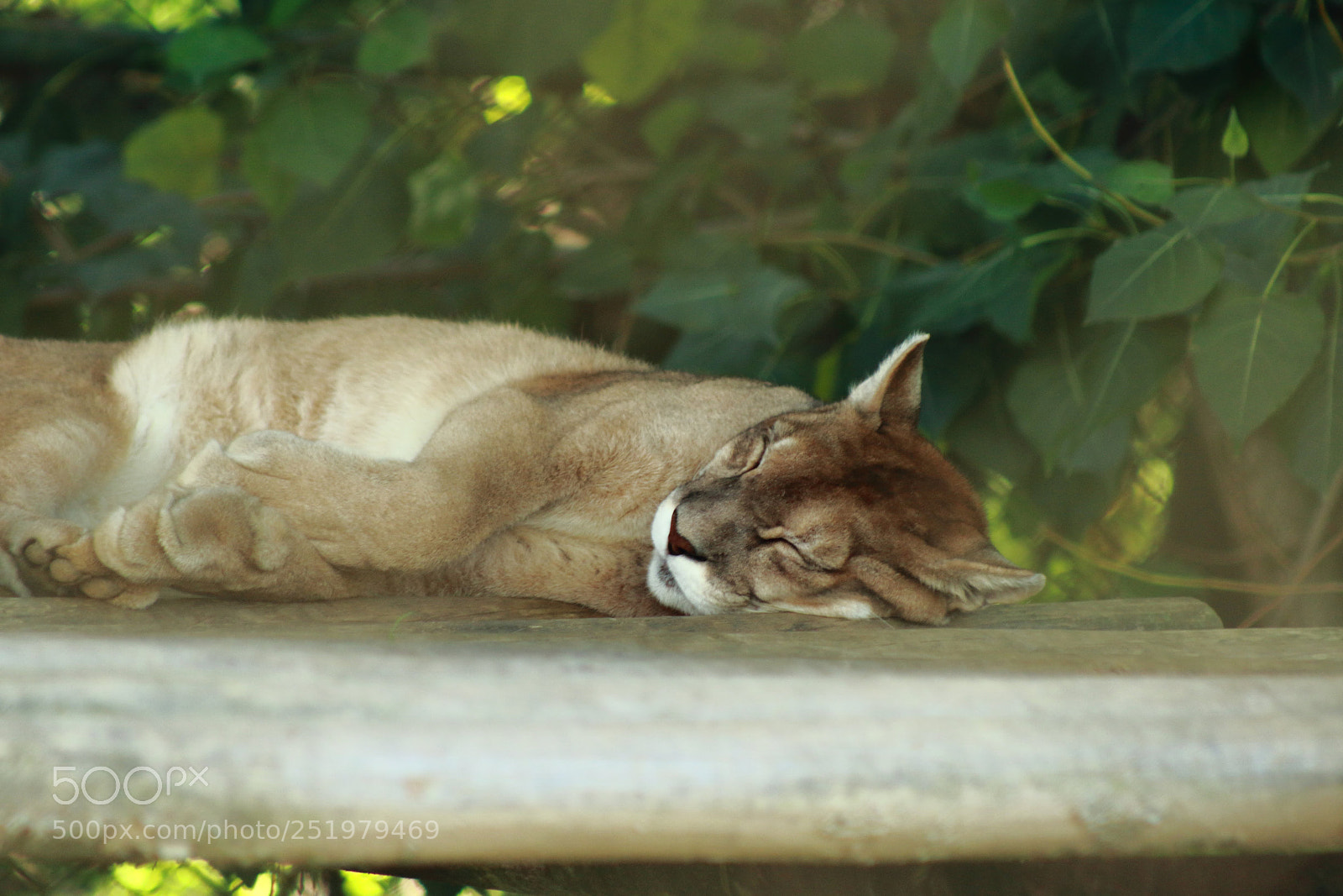 Canon EOS 1200D (EOS Rebel T5 / EOS Kiss X70 / EOS Hi) sample photo. Just dreaming  photography