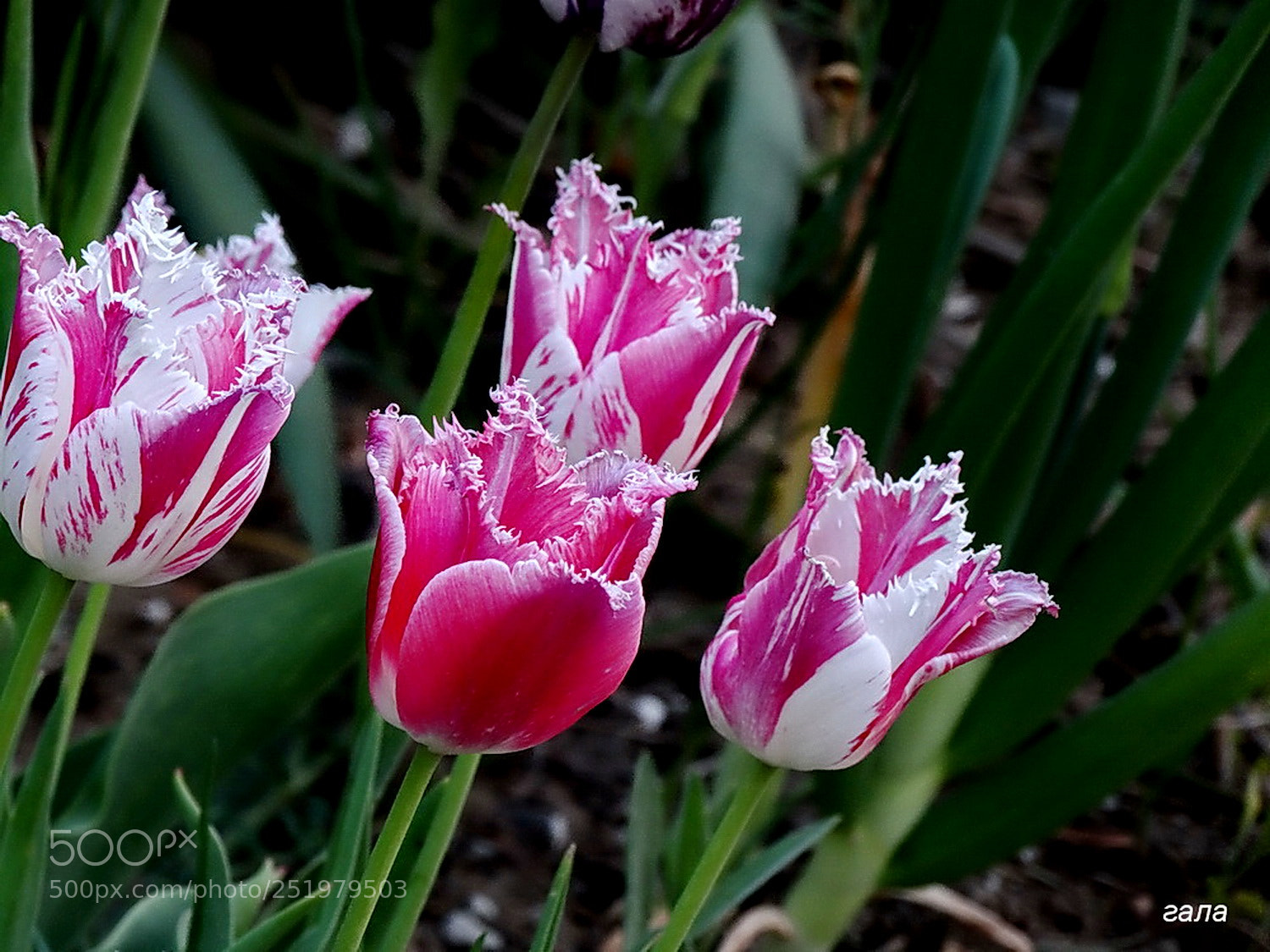 Sony Cyber-shot DSC-HX300 sample photo. Charm photography