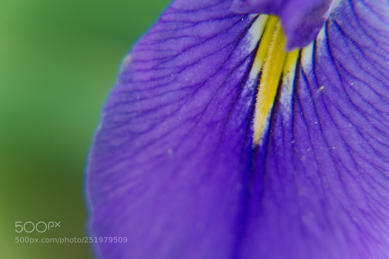 Sony a6300 sample photo. Spring flower photography
