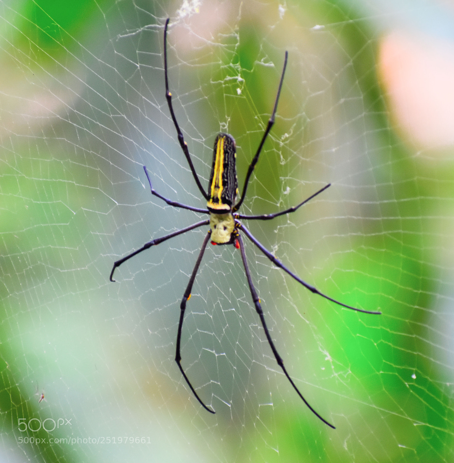 Nikon D5500 sample photo. Spider photography
