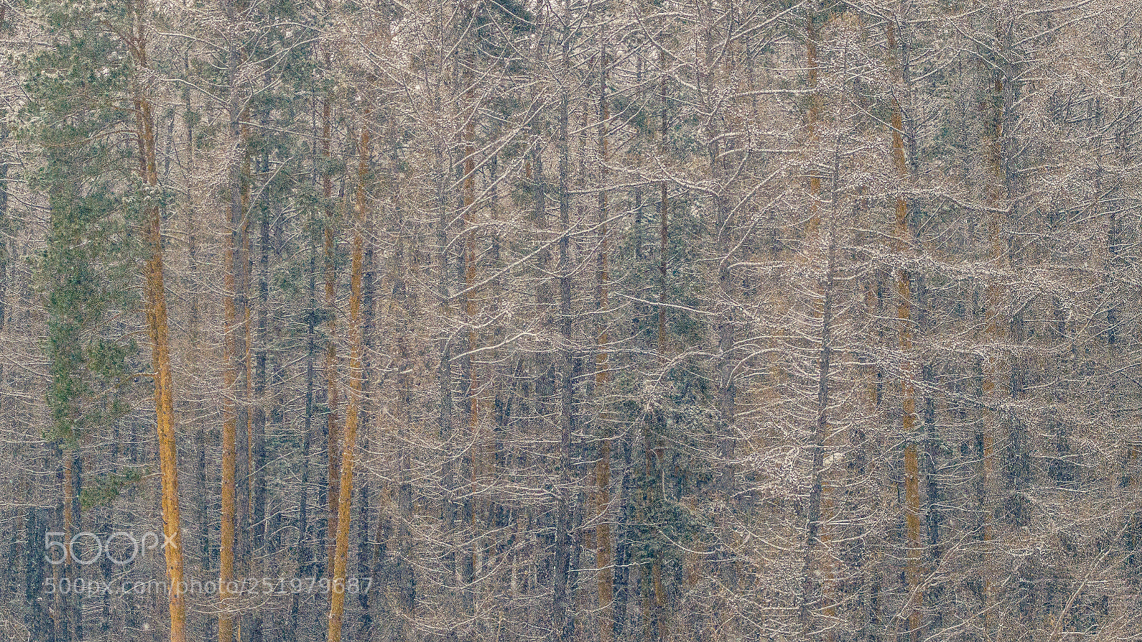 Sony SLT-A58 sample photo. Snow and trees photography