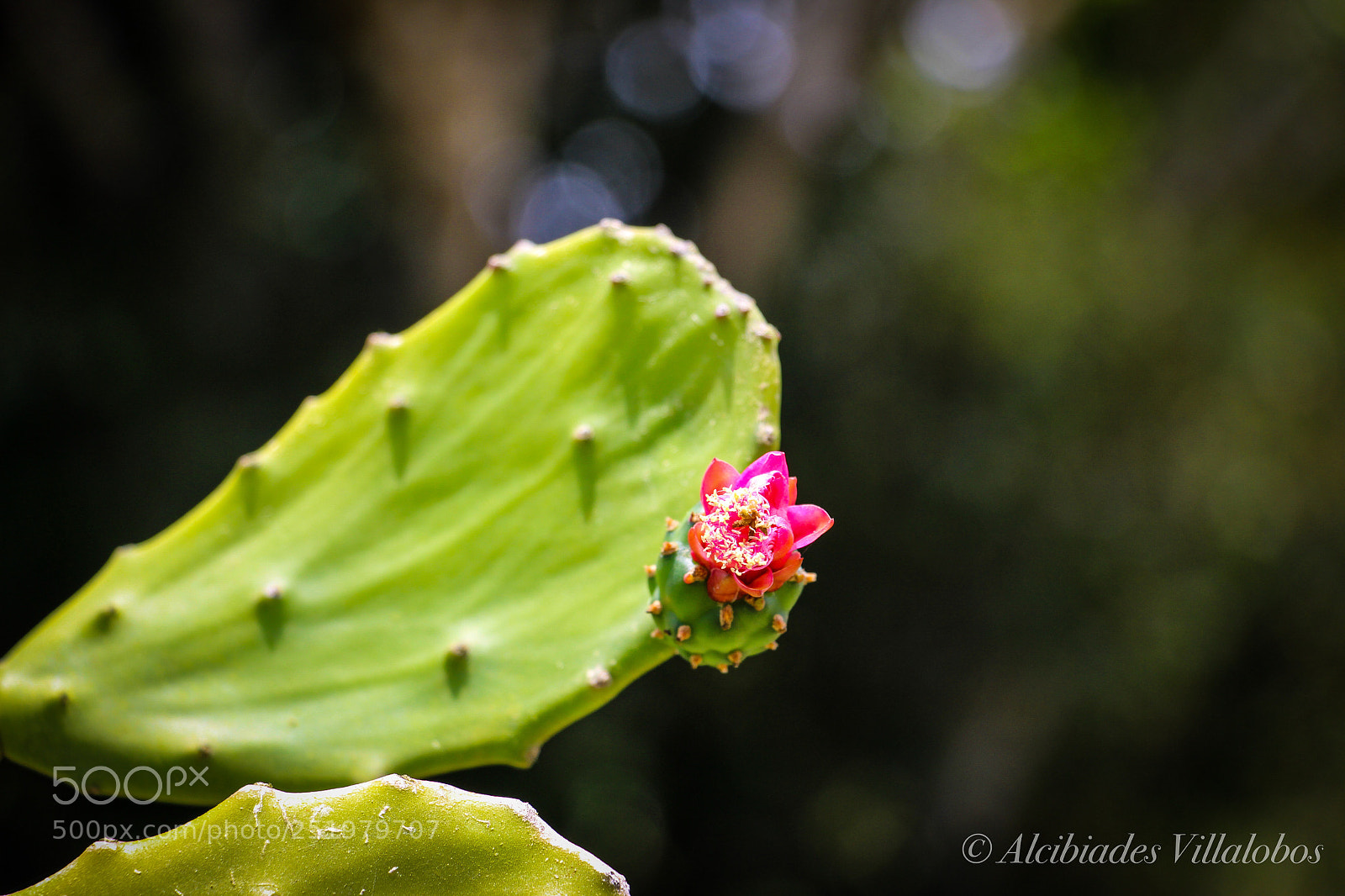 Canon EOS 700D (EOS Rebel T5i / EOS Kiss X7i) sample photo. Flor de cactus photography