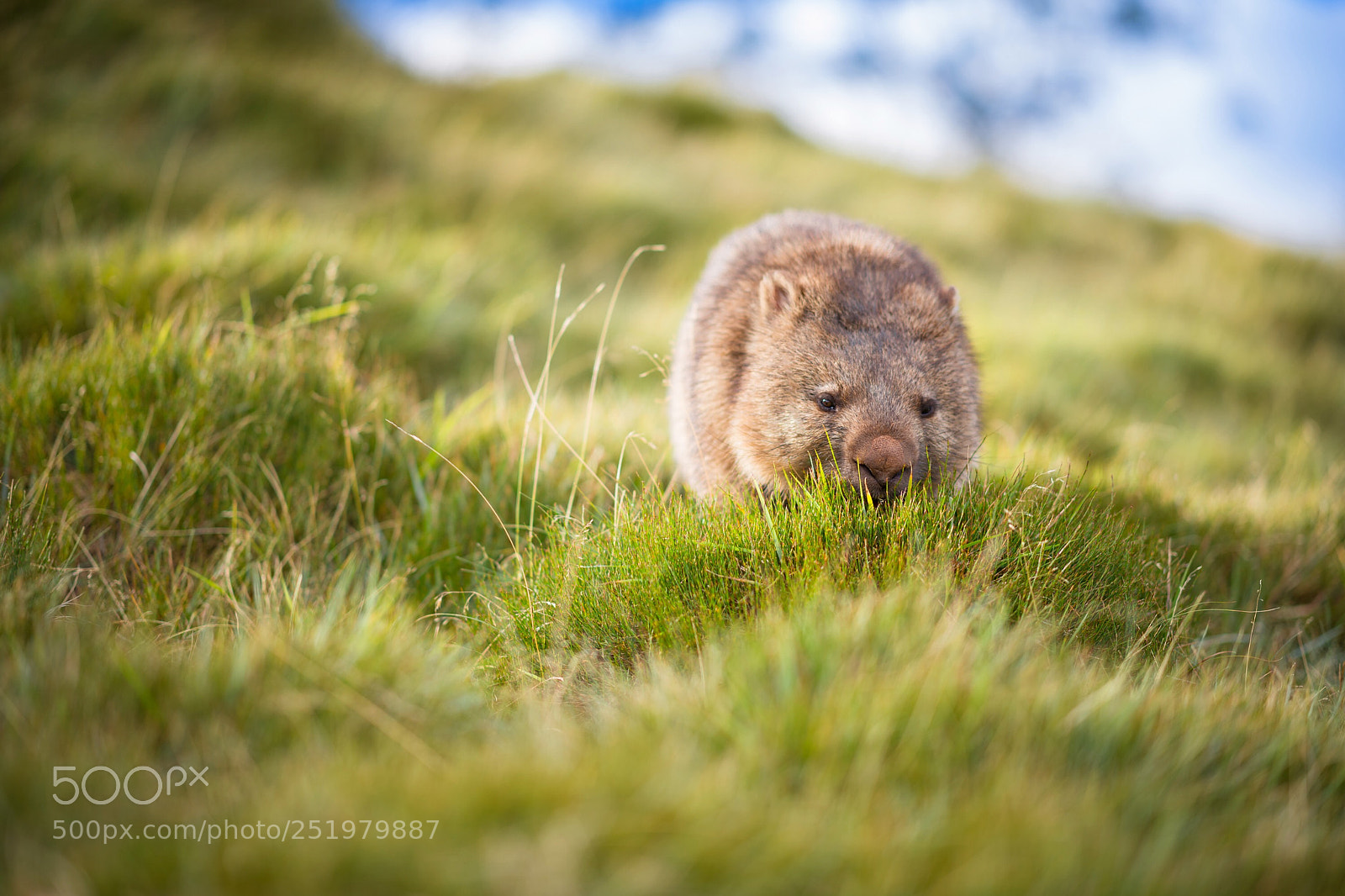 Nikon D850 sample photo. Wombat photography