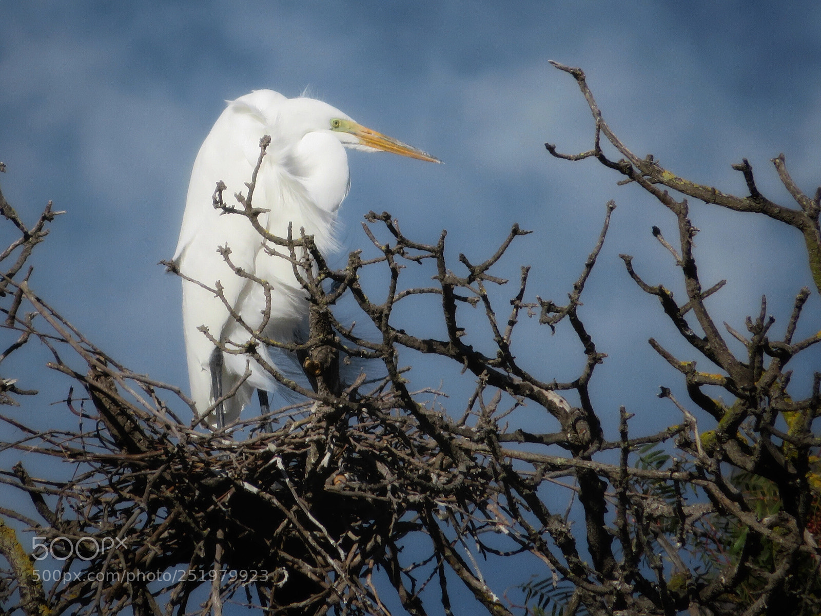 Canon PowerShot SX720 HS sample photo. Great egret in nest photography