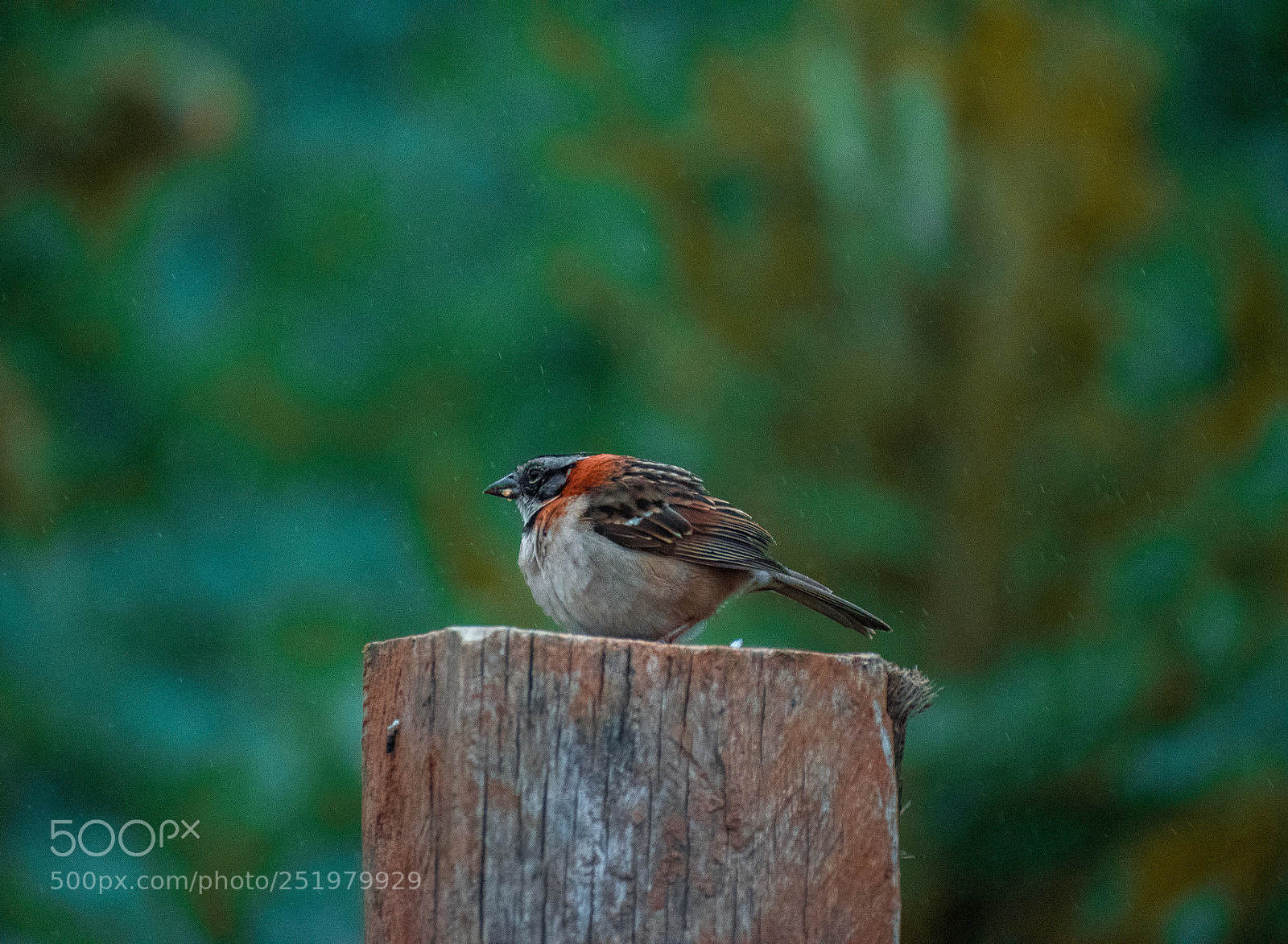 Nikon D5600 sample photo. Angry bird photography