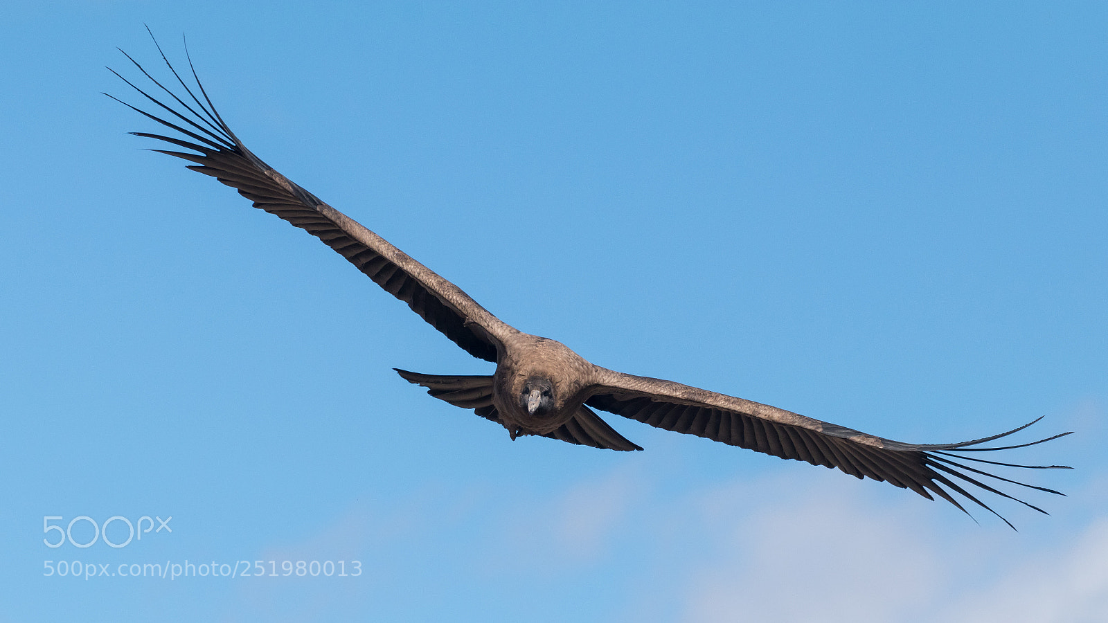 Canon EOS 80D sample photo. Andean condor photography