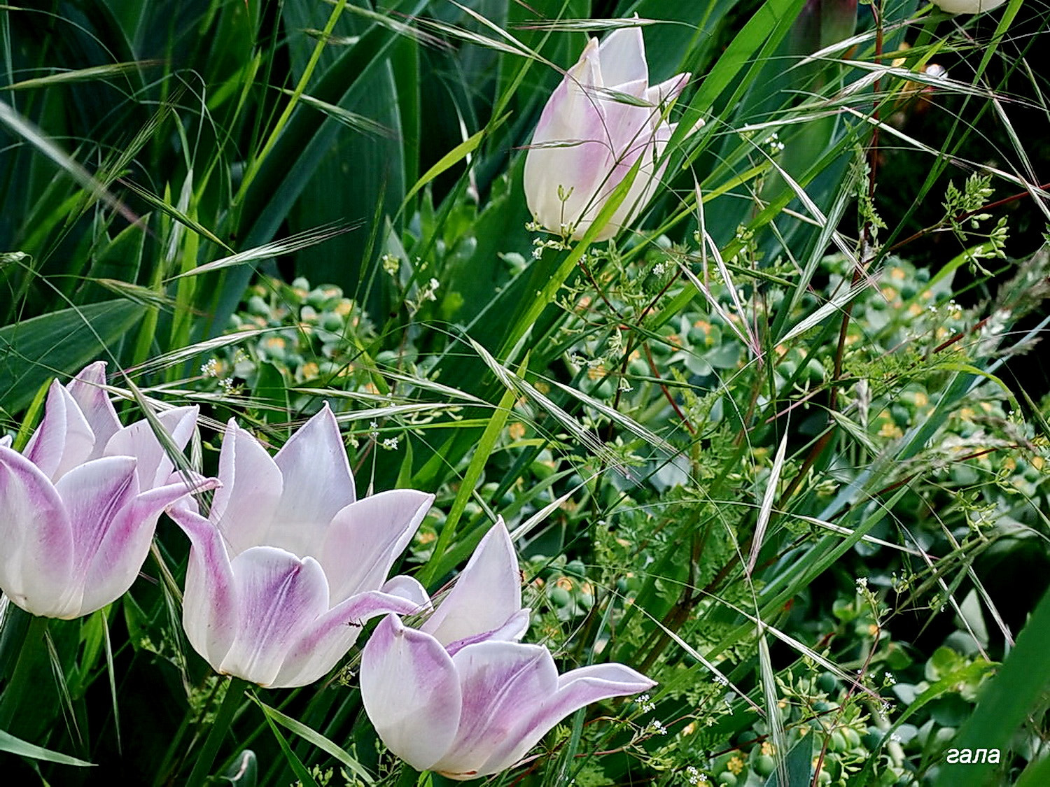 Minolta AF 80-200mm F2.8 HS-APO G sample photo. Good neighbors photography