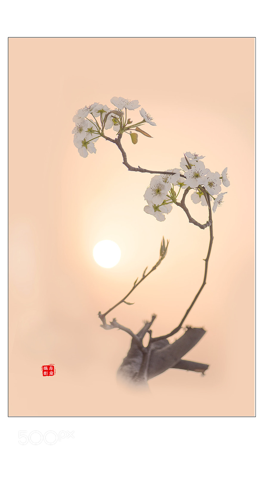 Nikon D810 sample photo. 梨花颂 photography