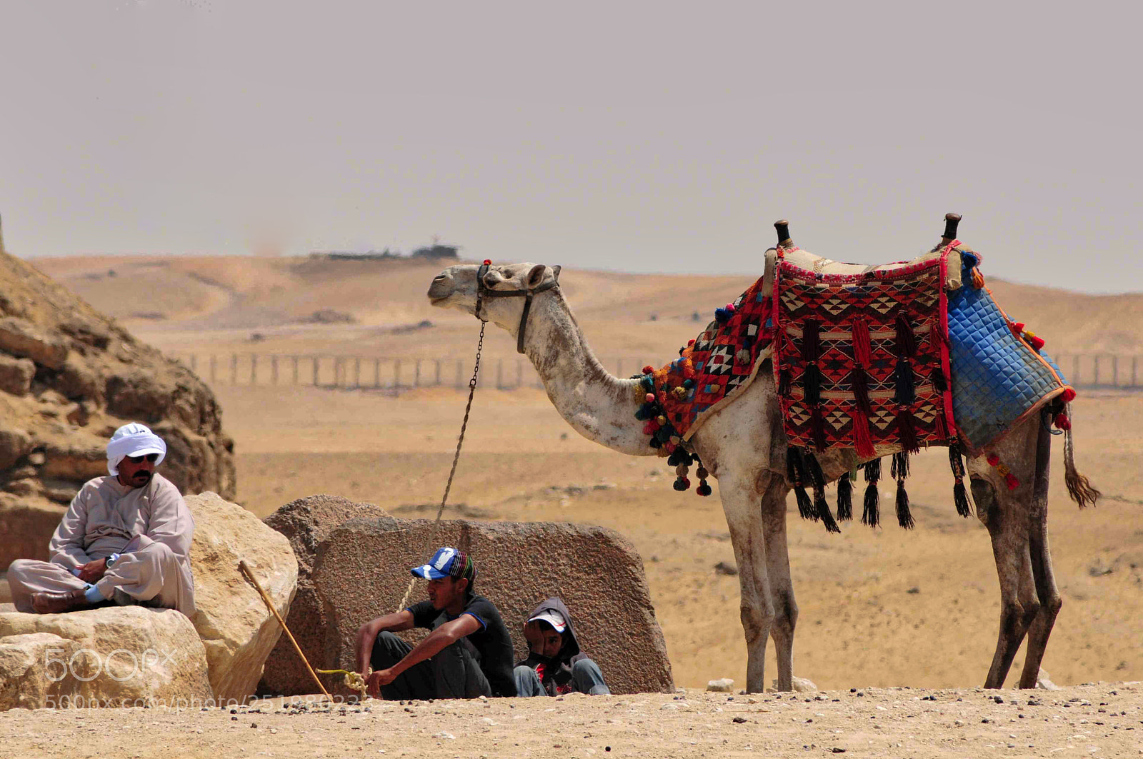 Nikon D300S sample photo. Giza camel photography