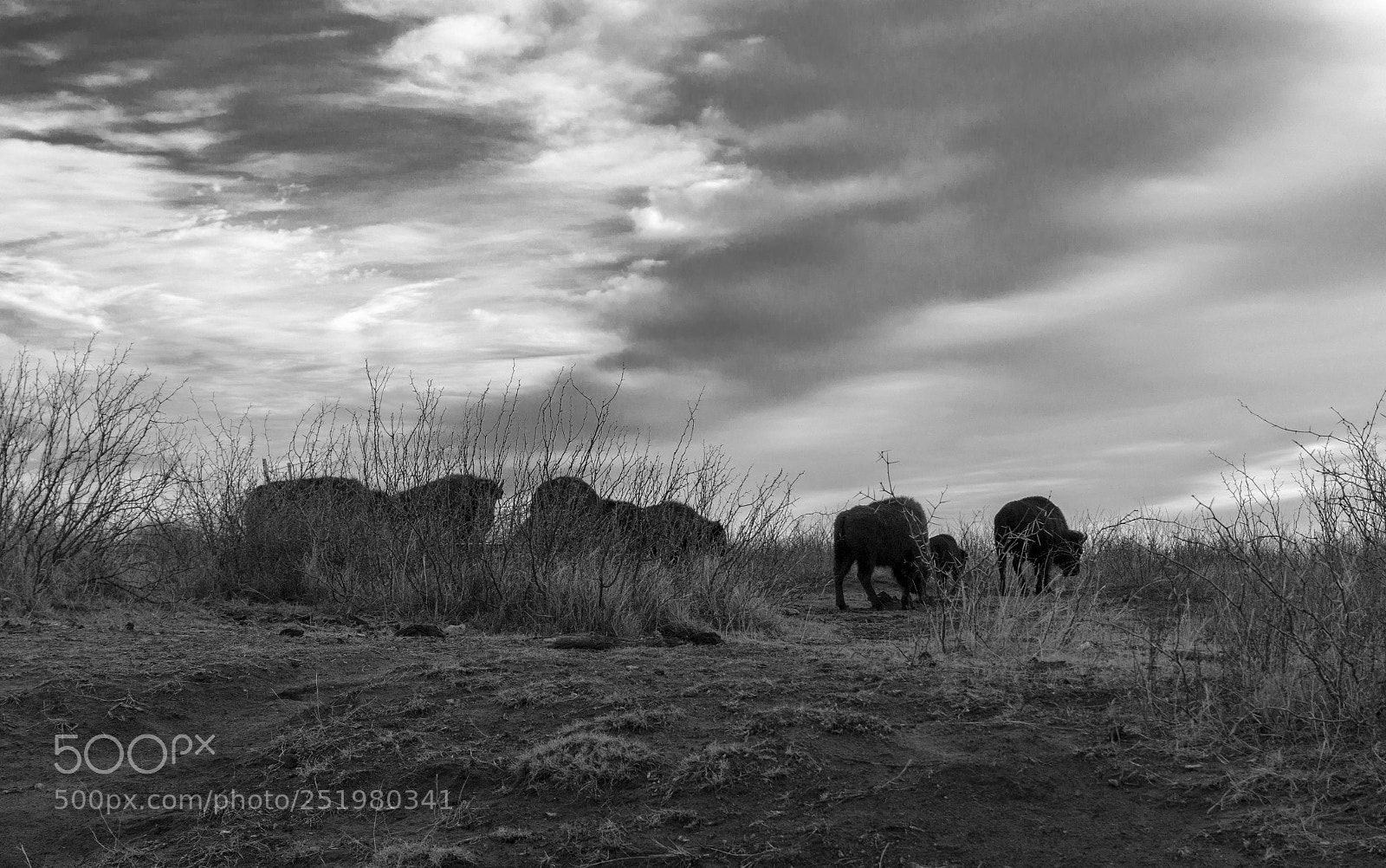Sony Alpha NEX-6 sample photo. Bison photography