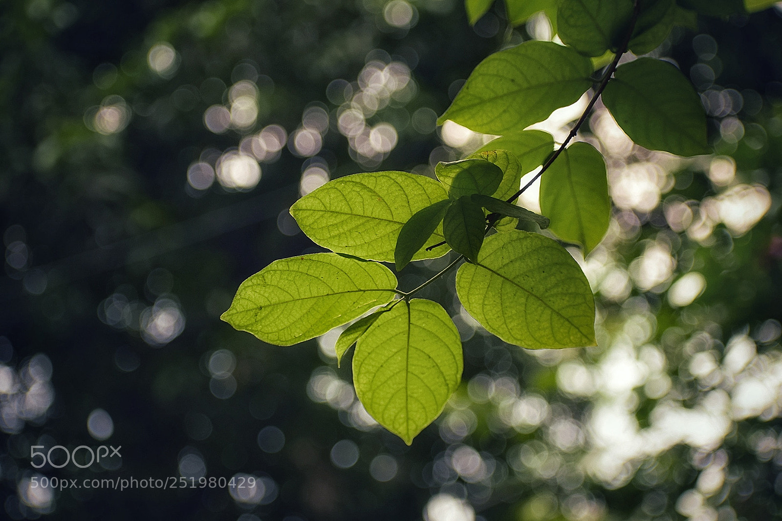 Nikon D3300 sample photo. Natural bokeh photography