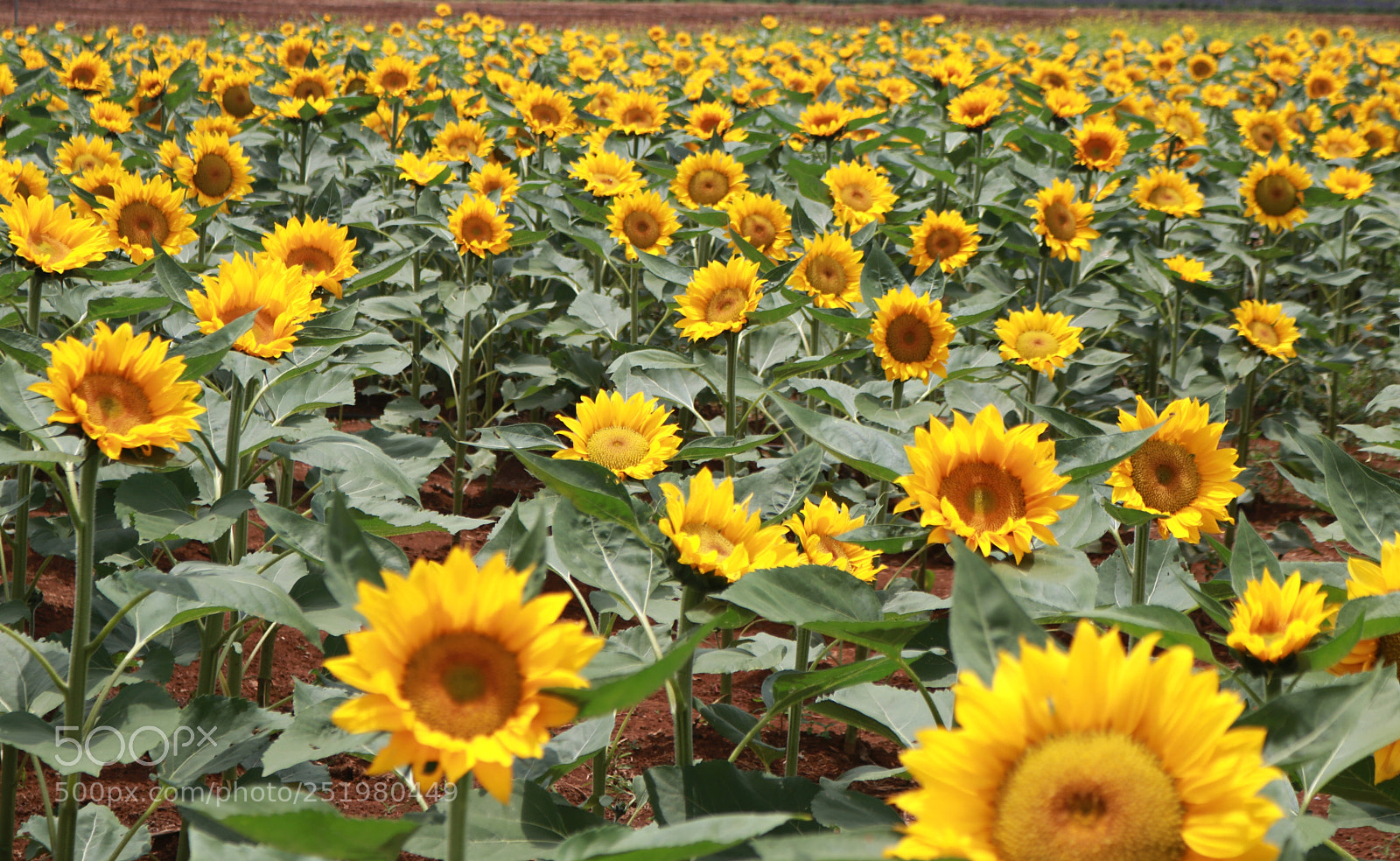 Canon EOS 750D (EOS Rebel T6i / EOS Kiss X8i) sample photo. Untitled photography