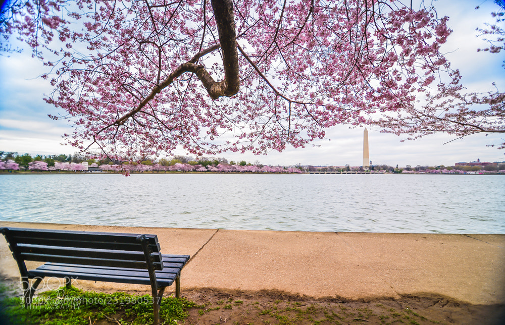 Nikon Df sample photo. Dc -cherry blossom photography