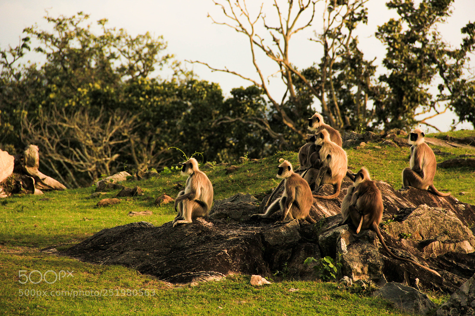 Canon EOS 60D sample photo. The tufted gray langur photography