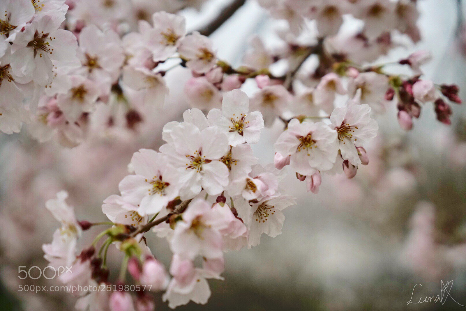 Sony a7R II sample photo. Lovely as shaking heart photography