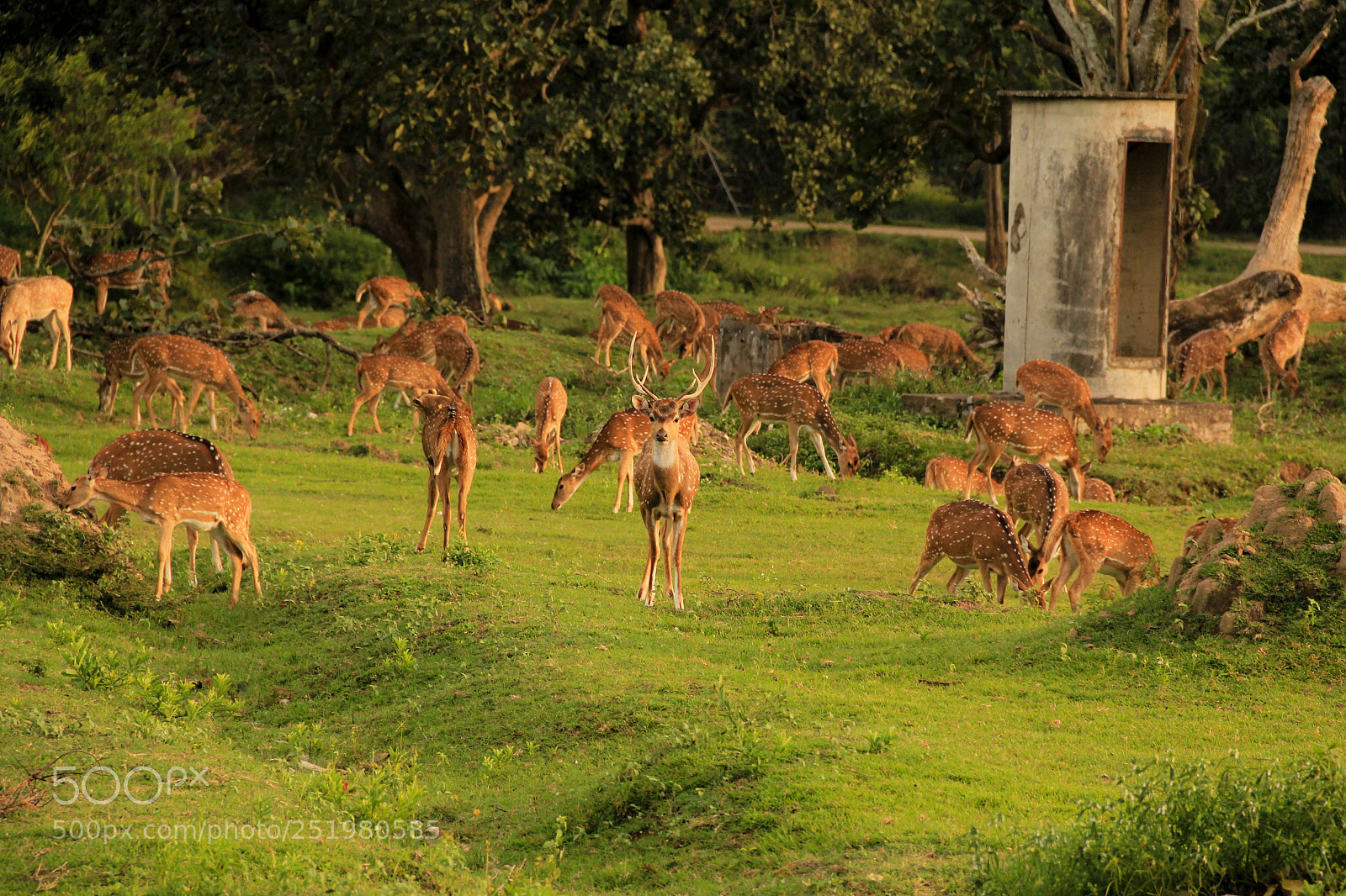 Canon EOS 60D sample photo. Chital photography
