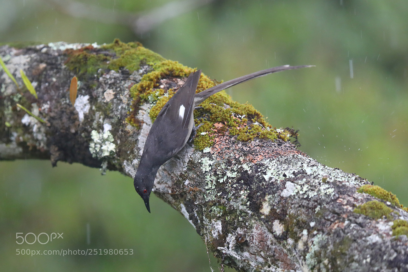 Canon EOS 5D Mark IV sample photo. Long-tailed sibia in the photography