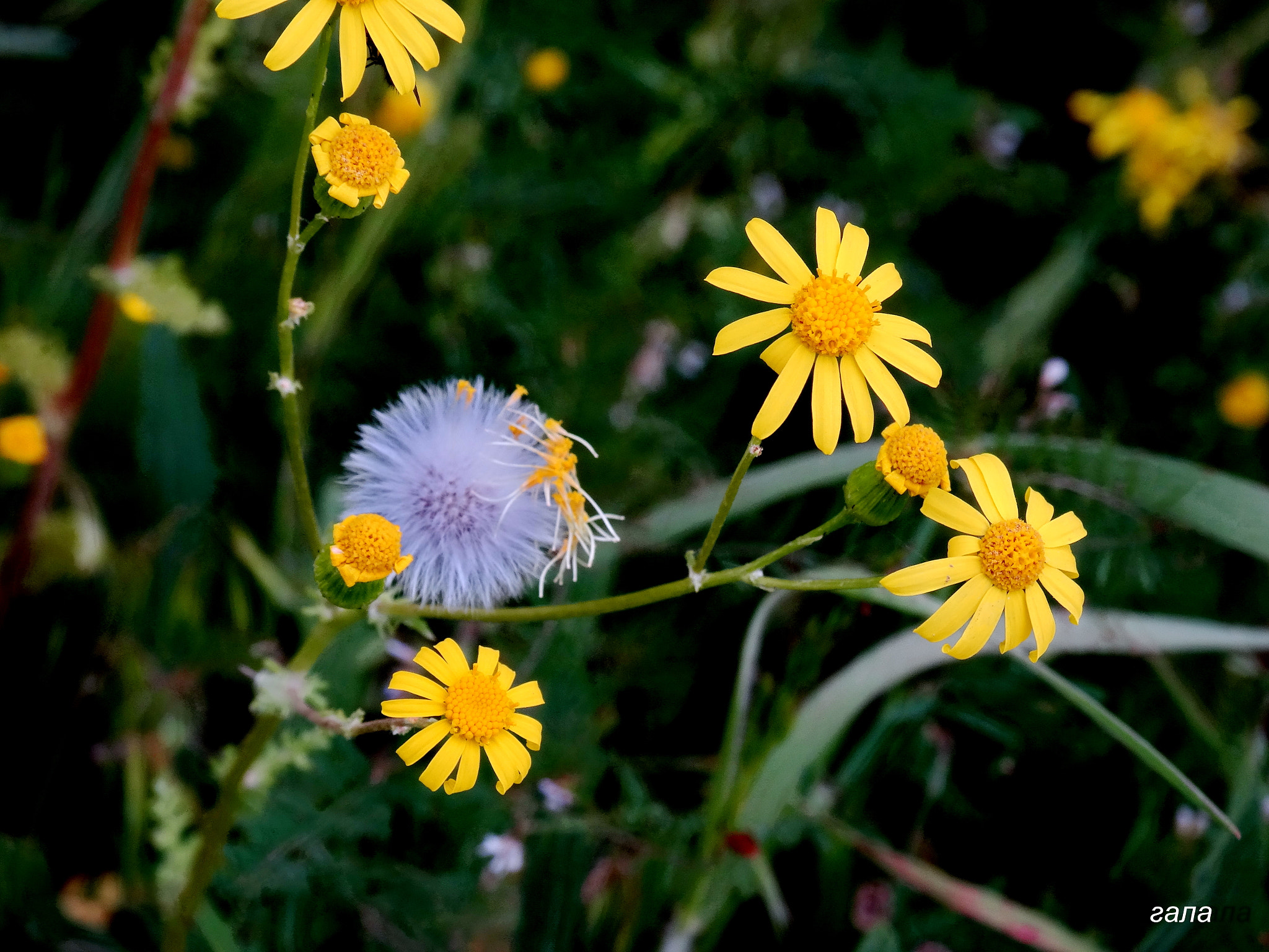 Minolta AF 80-200mm F2.8 HS-APO G sample photo. Life goes on photography