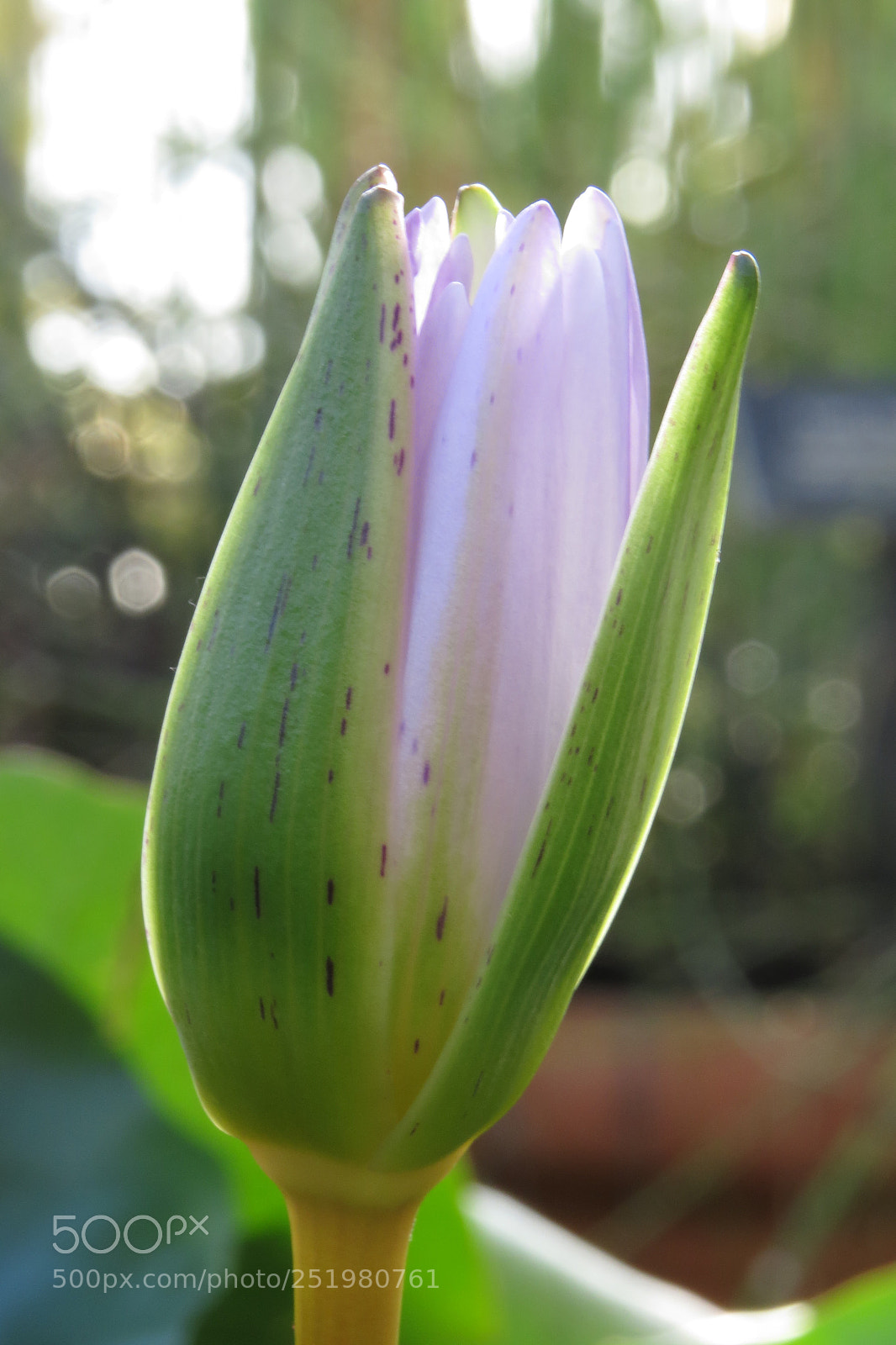 Canon PowerShot SX50 HS sample photo. Img photography