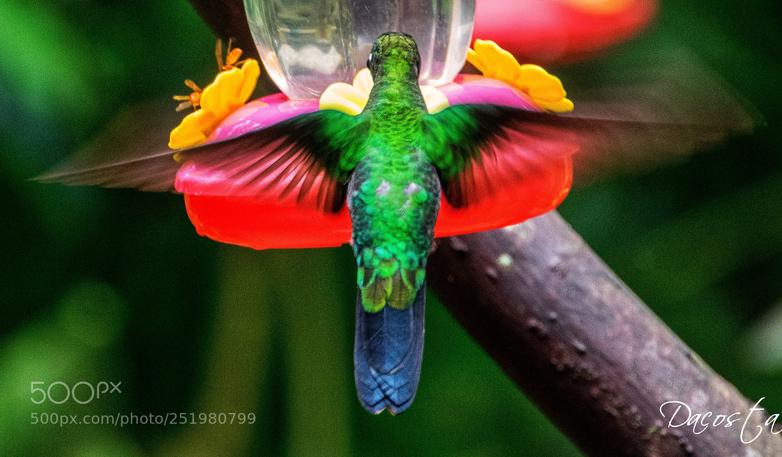Nikon D5300 sample photo. Colibrí photography