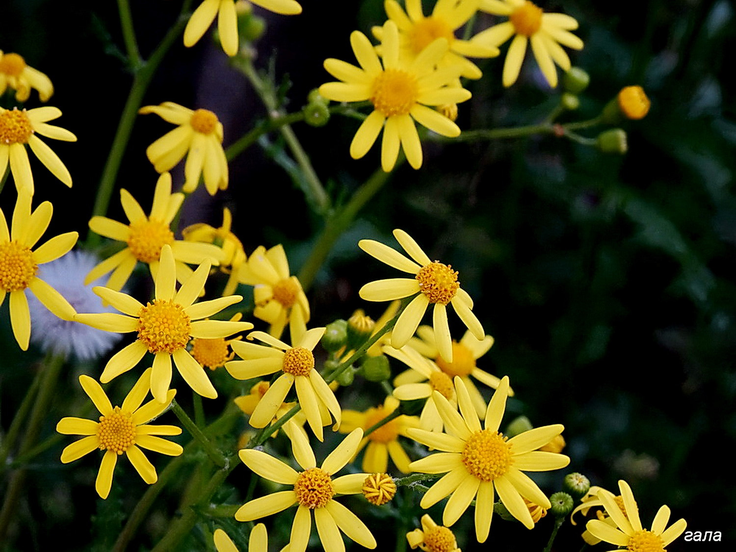 Minolta AF 80-200mm F2.8 HS-APO G sample photo. Sunshine photography