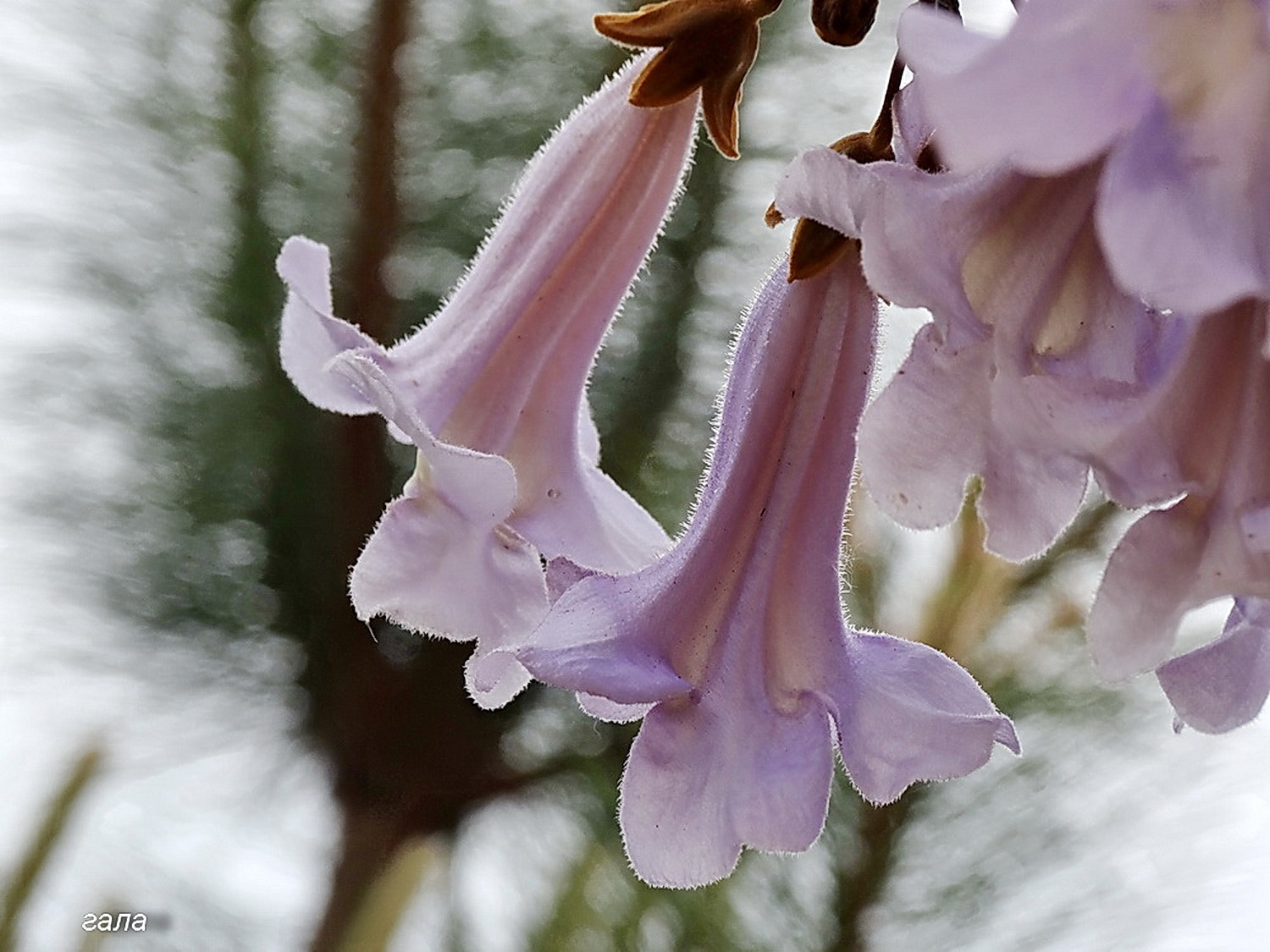 Minolta AF 80-200mm F2.8 HS-APO G sample photo. Tenderness photography