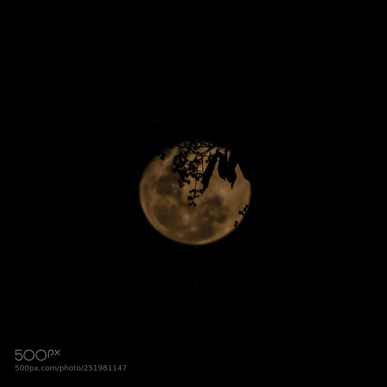 Nikon D5600 sample photo. Super moon photography