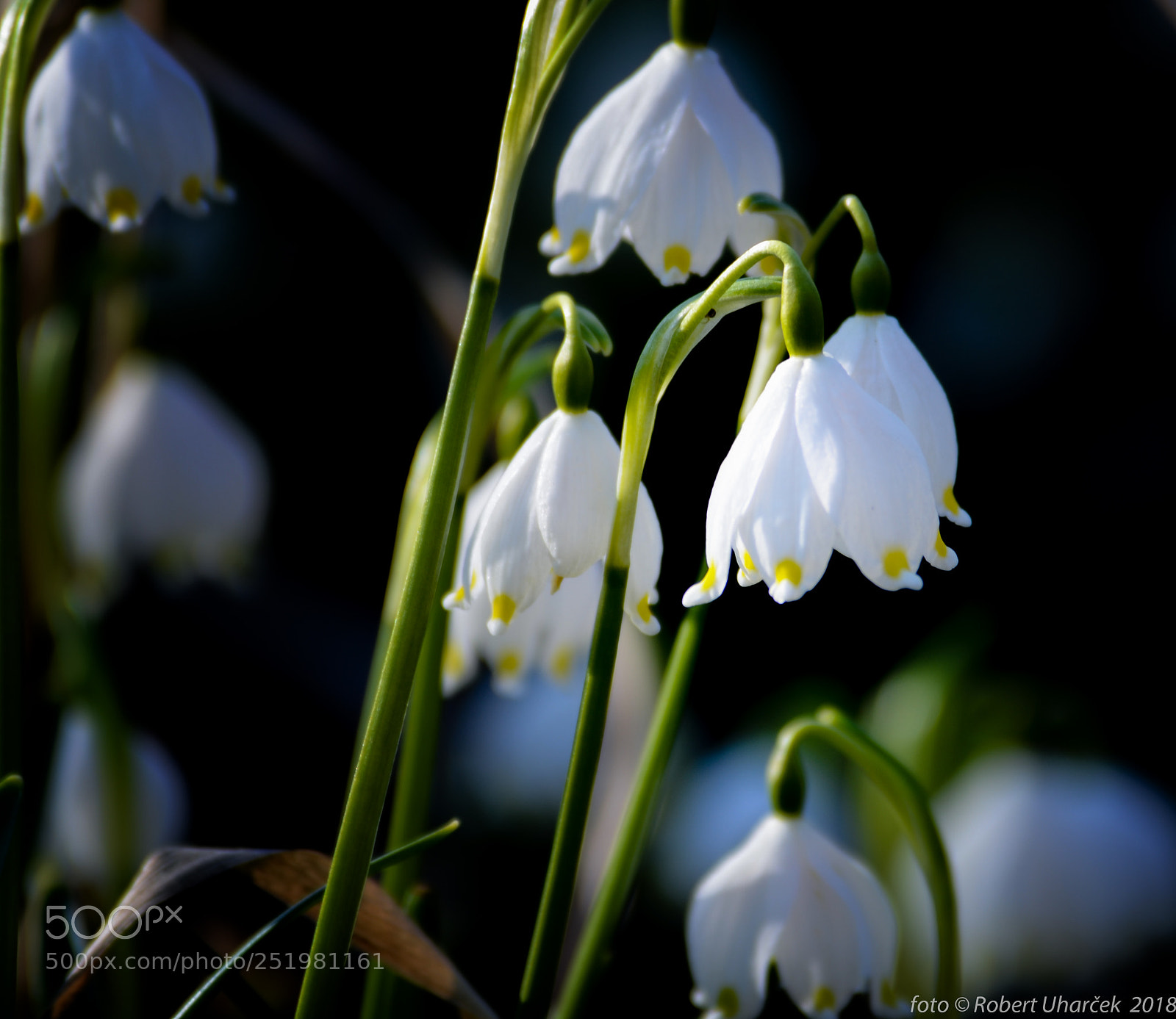 Nikon D7000 sample photo. Bledule jarní  leucojum vernum photography