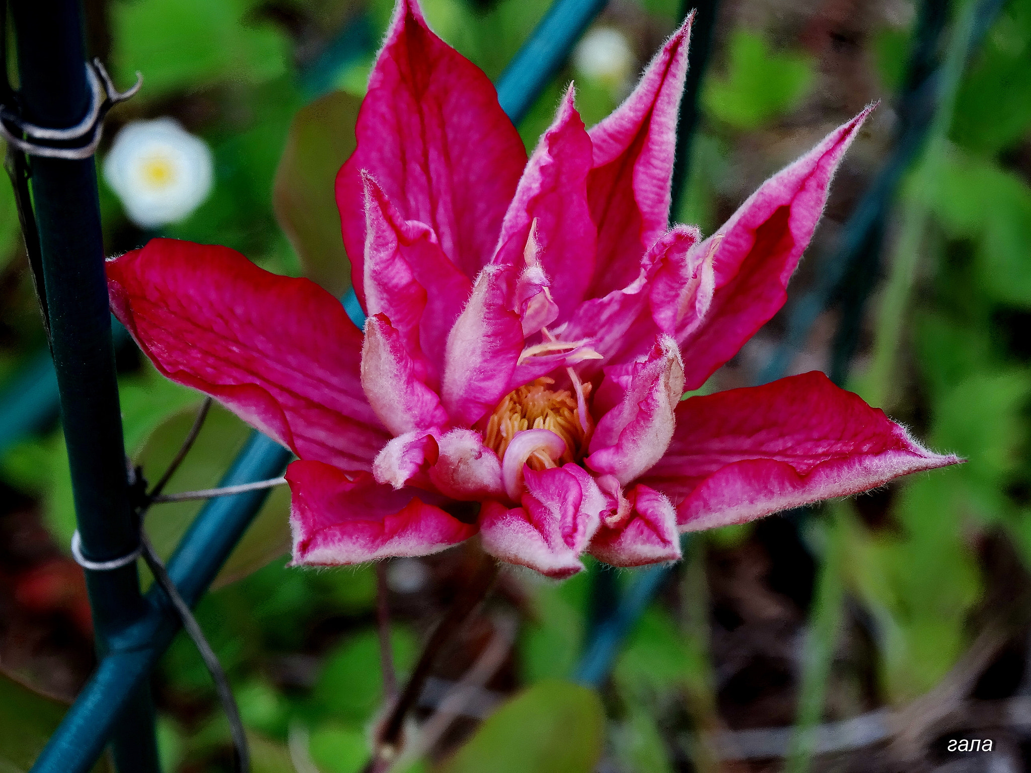 Minolta AF 80-200mm F2.8 HS-APO G sample photo. Charm photography