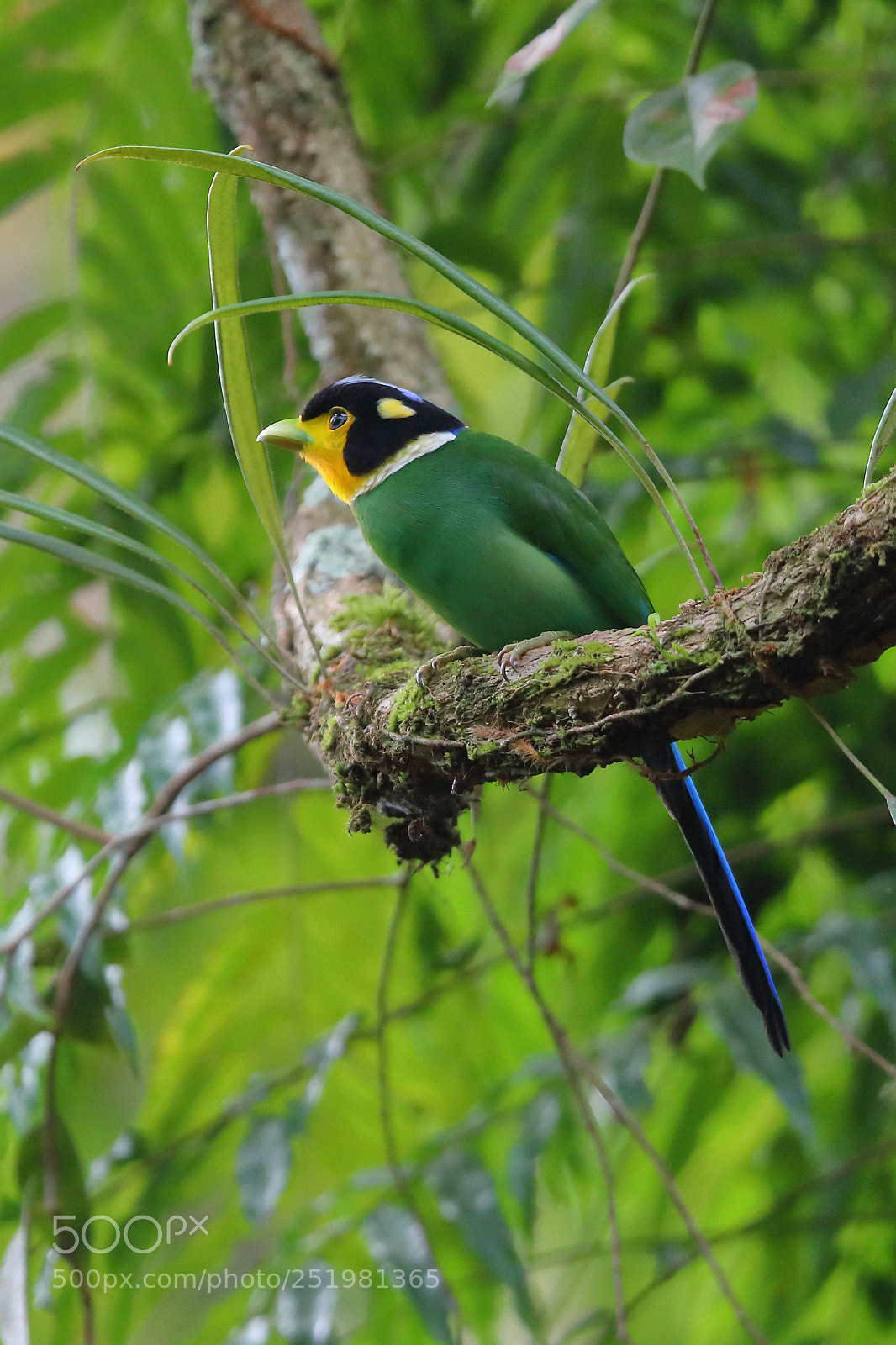 Canon EOS 5D Mark IV sample photo. Long-tailed broadbill photography