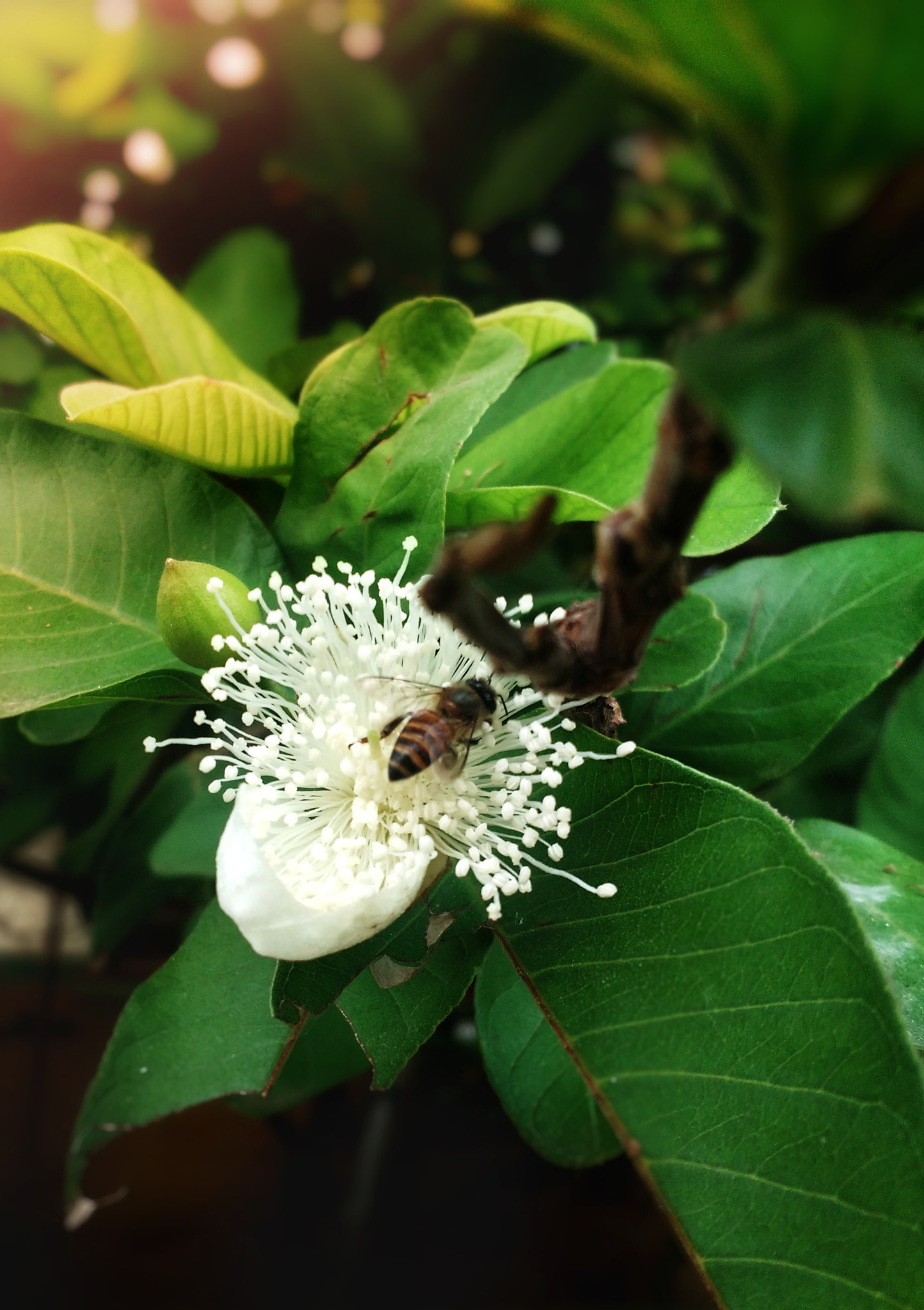 Motorola Moto G Turbo Edition sample photo. Bee on guava flower | 2 photography