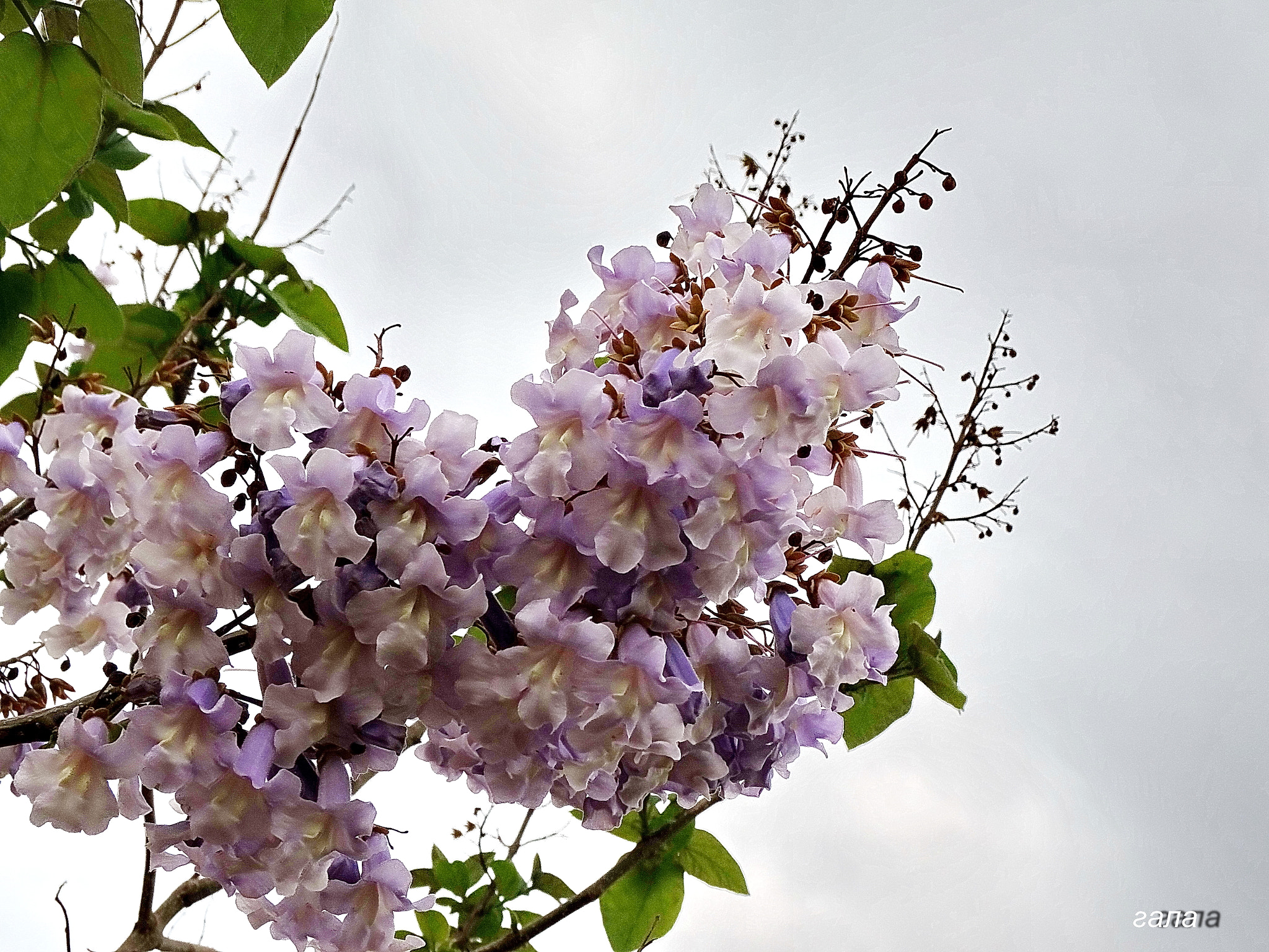 Minolta AF 80-200mm F2.8 HS-APO G sample photo. Charm photography