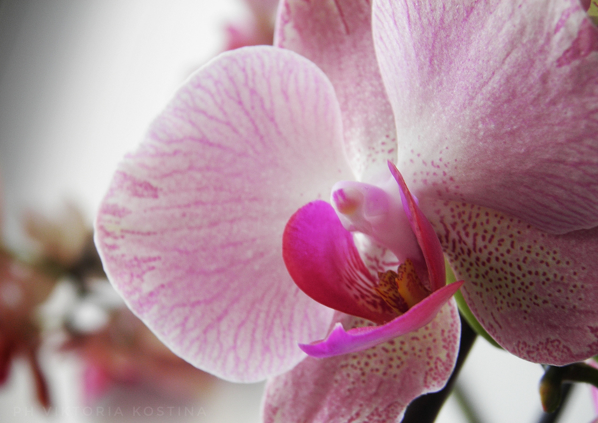 Olympus SP800UZ sample photo. Flowers♡ photography