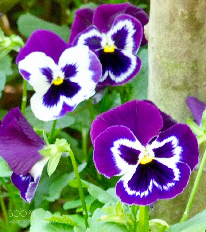 Nikon D90 sample photo. Purple face photography