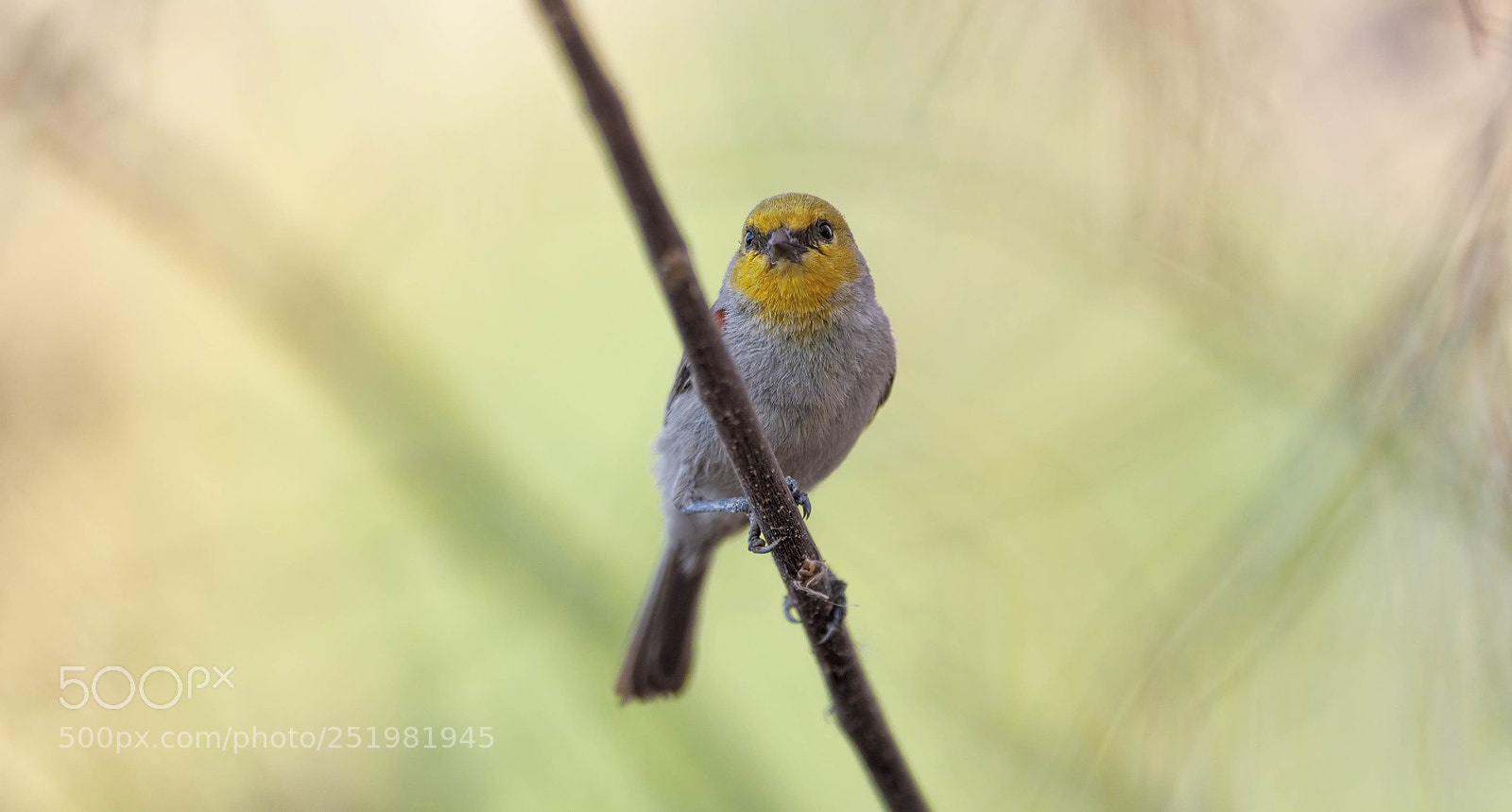 Canon EOS 5D Mark IV sample photo. Male verdin photography