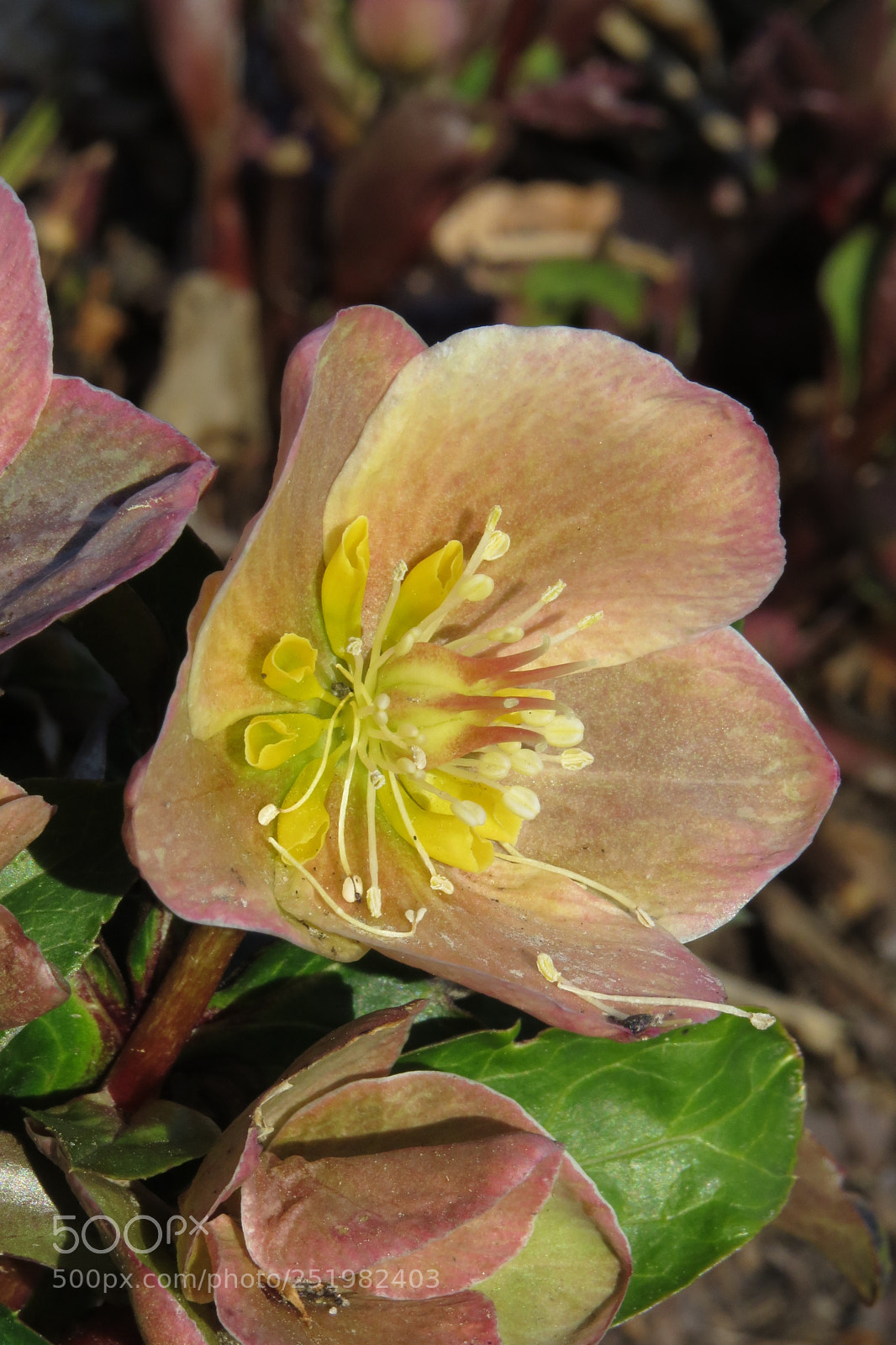 Canon PowerShot SX50 HS sample photo. Img photography