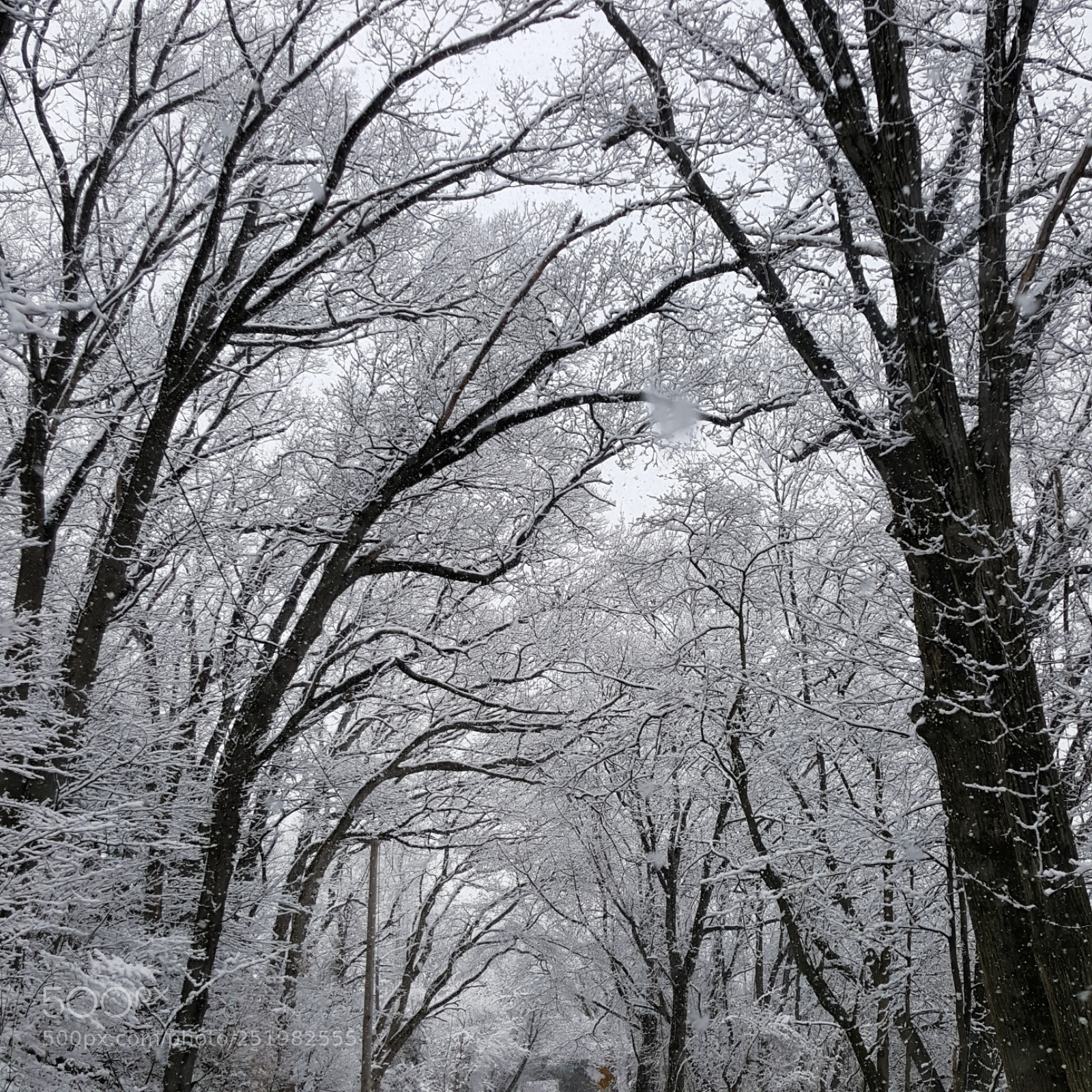 Samsung Galaxy S6 sample photo. Winter trees photography