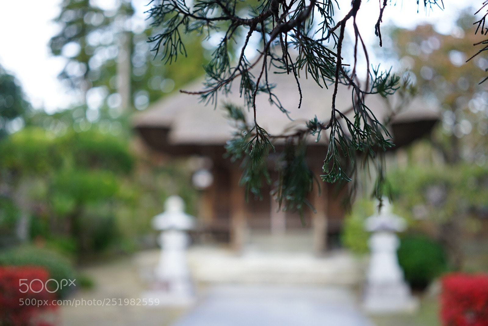 Sony a7 II sample photo. ☘️ photography
