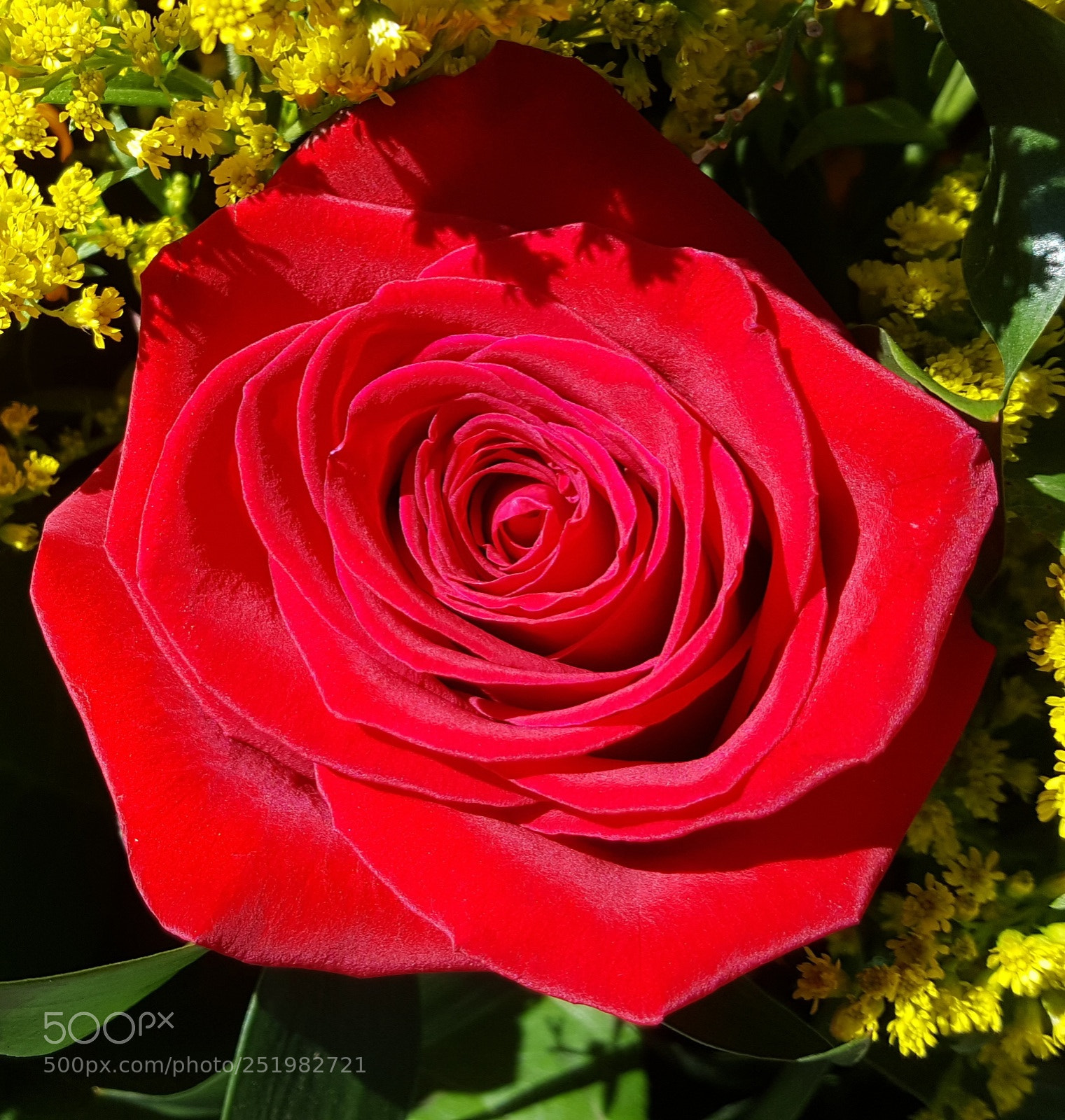 Samsung Galaxy S6 sample photo. Rose photography