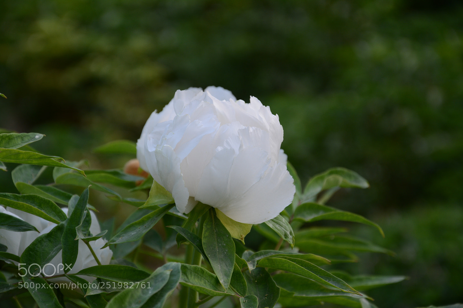 Nikon D7100 sample photo. Untitled photography