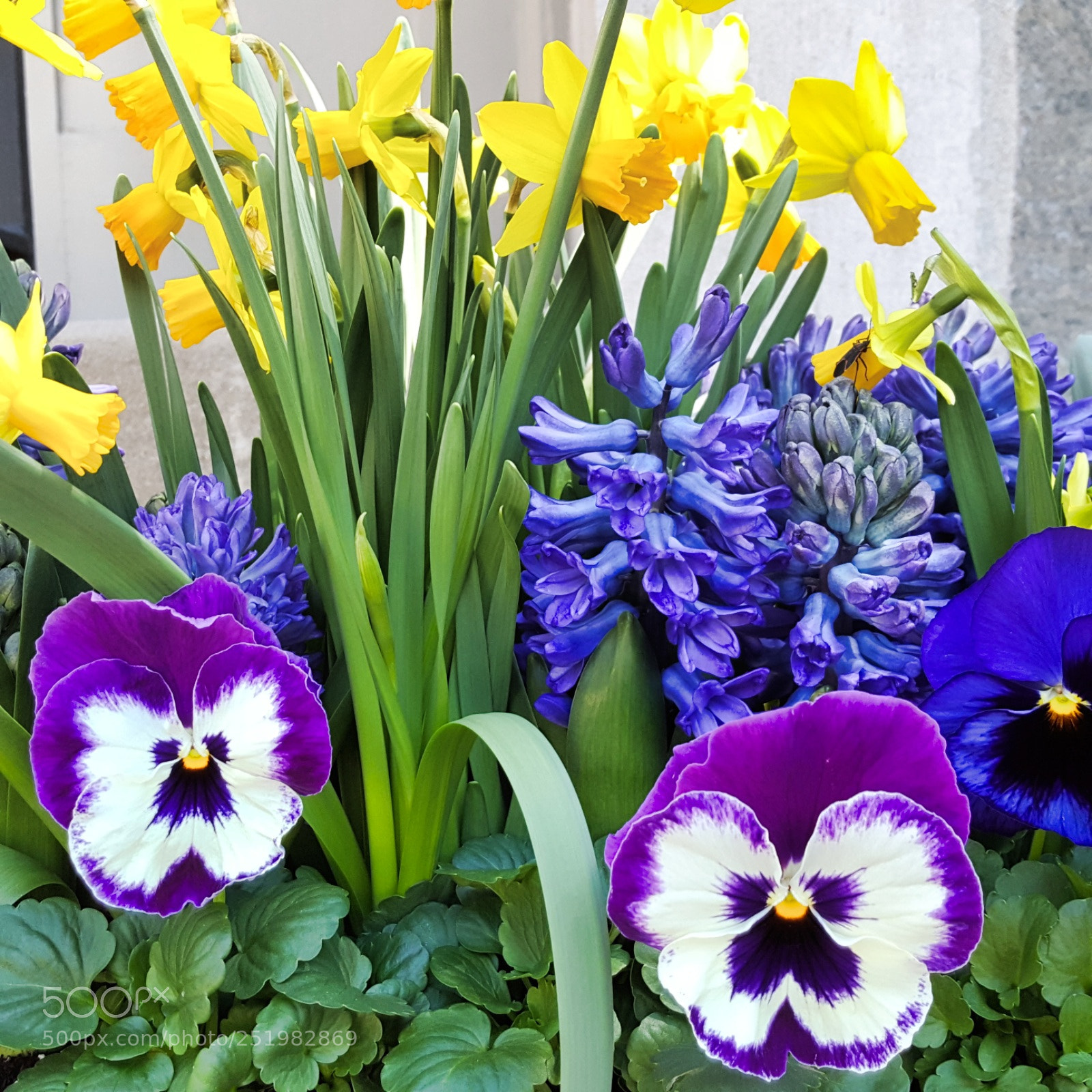 Samsung Galaxy S6 sample photo. Easter flowers photography