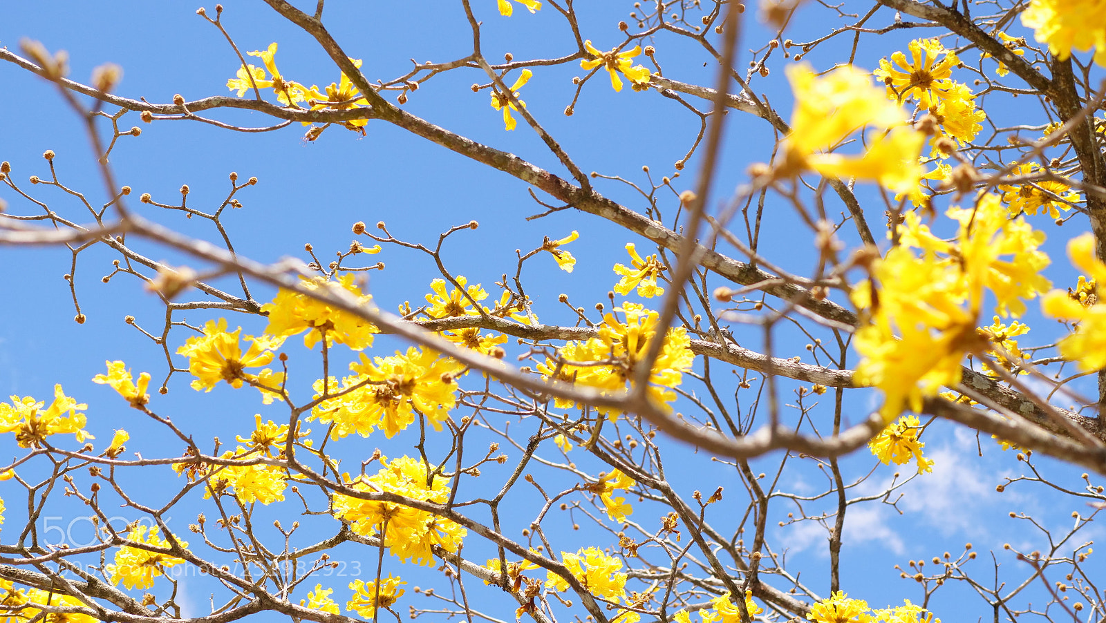 Panasonic Lumix DC-GH5 sample photo. Golden flowers photography