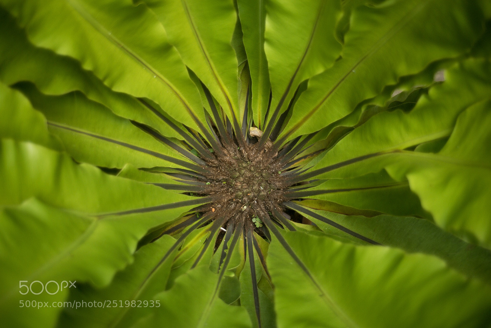 Leica M (Typ 240) sample photo. Fern macro photography
